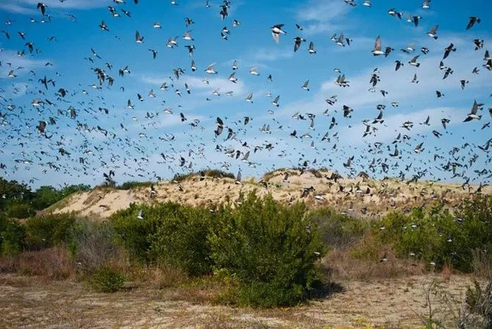 An Ode to OBX by David Alan Harvey