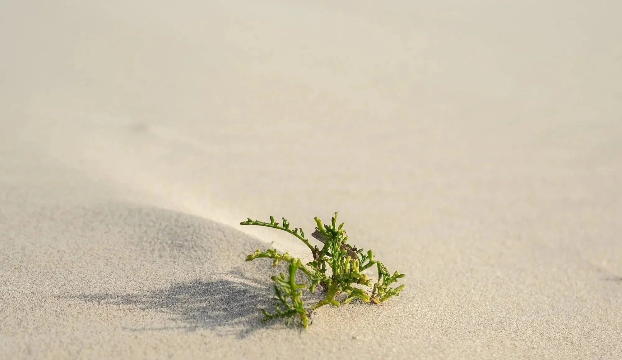 Rise Temple Beyond a Place: A New Way to Return to Stillness