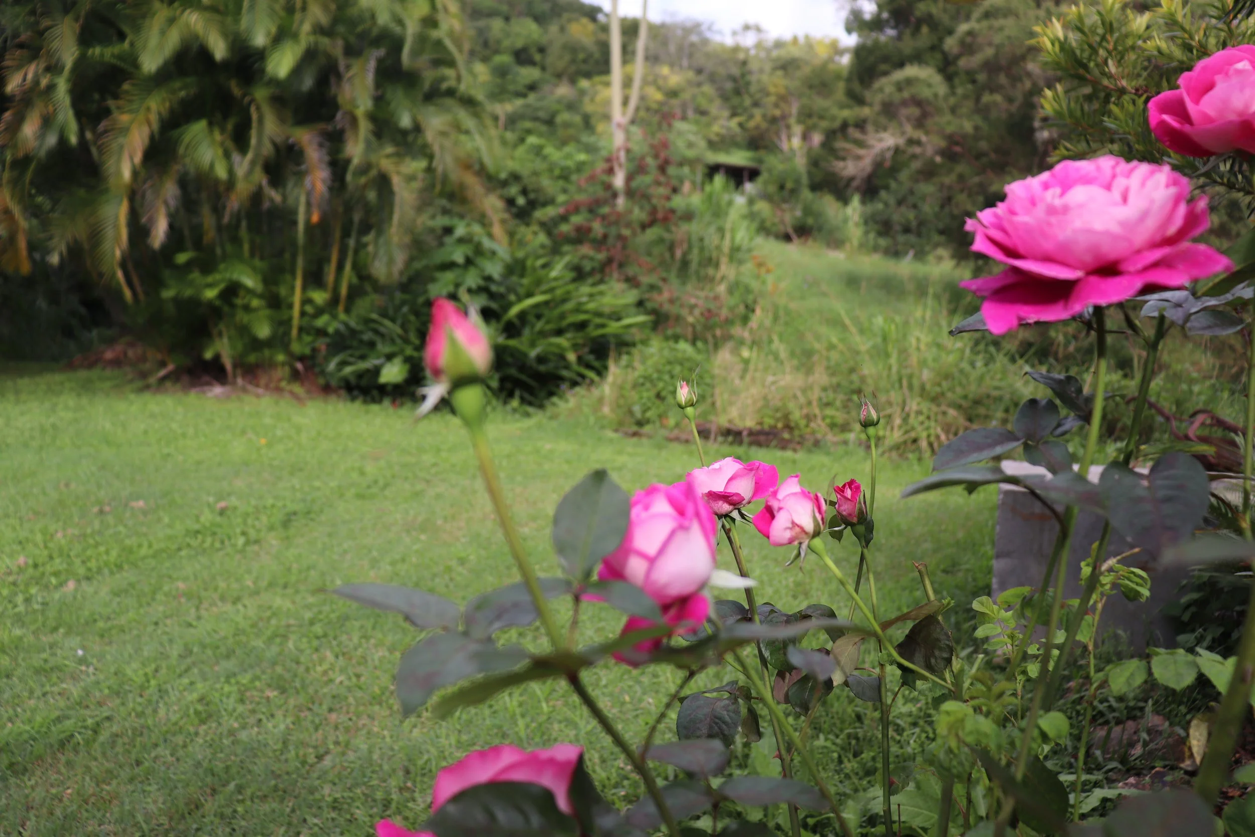 Pink roses blooming in a garden with green grass and lush trees in the background. Rise Temple Wellness Retreat Centre Byron Bay Grounds.