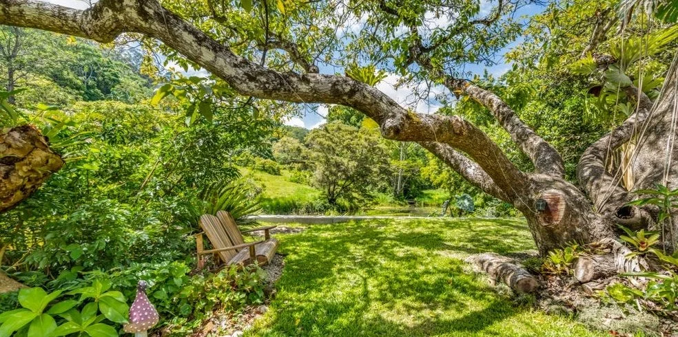 A peaceful backyard garden with a large, leaning tree, a wooden bench, lush greenery, and a pond in the distance under a blue sky. Rise Temple Wellness Retreat Centre Byron Bay Grounds.