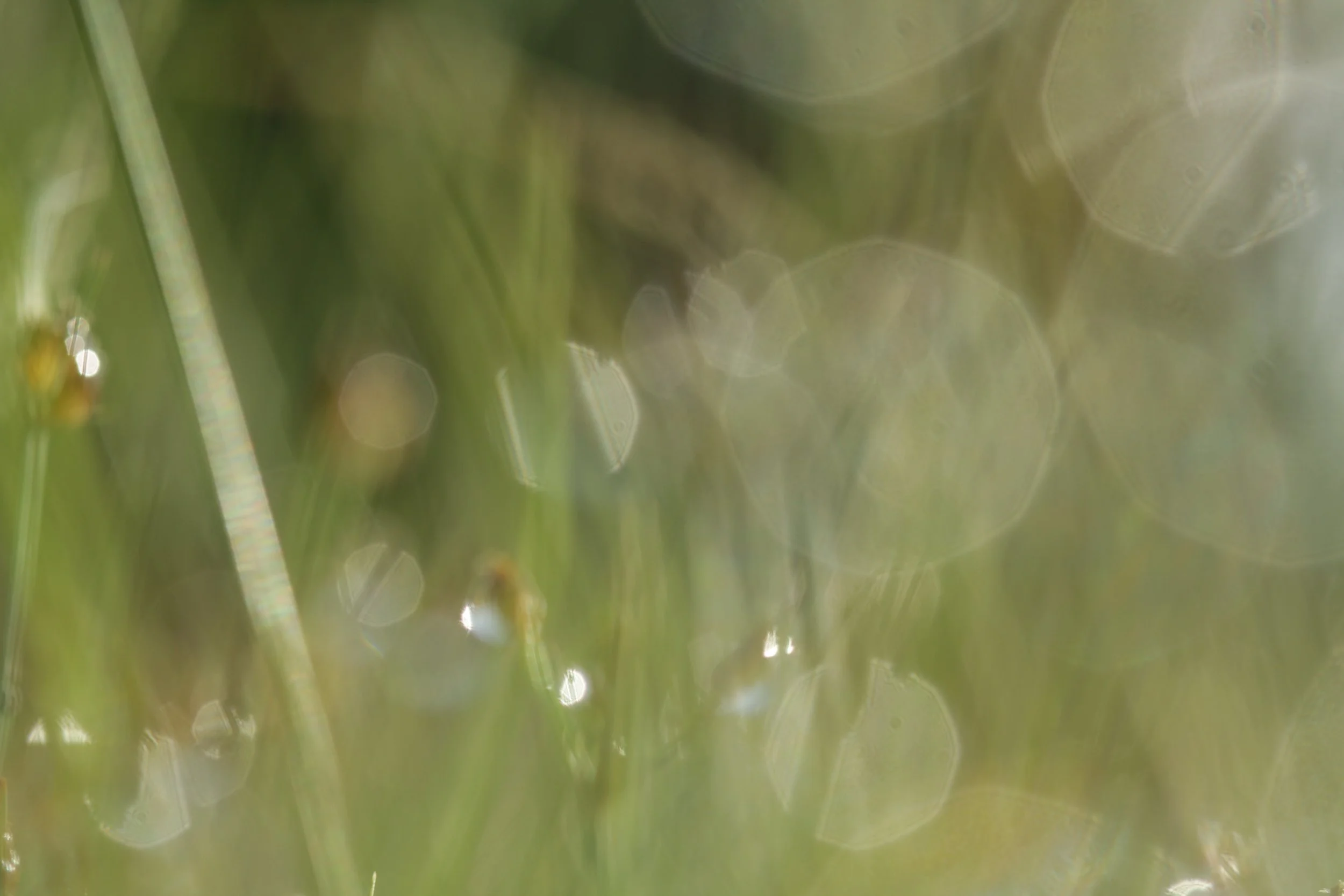 Close-up of grass blades with water droplets, blurred and bokeh effect.