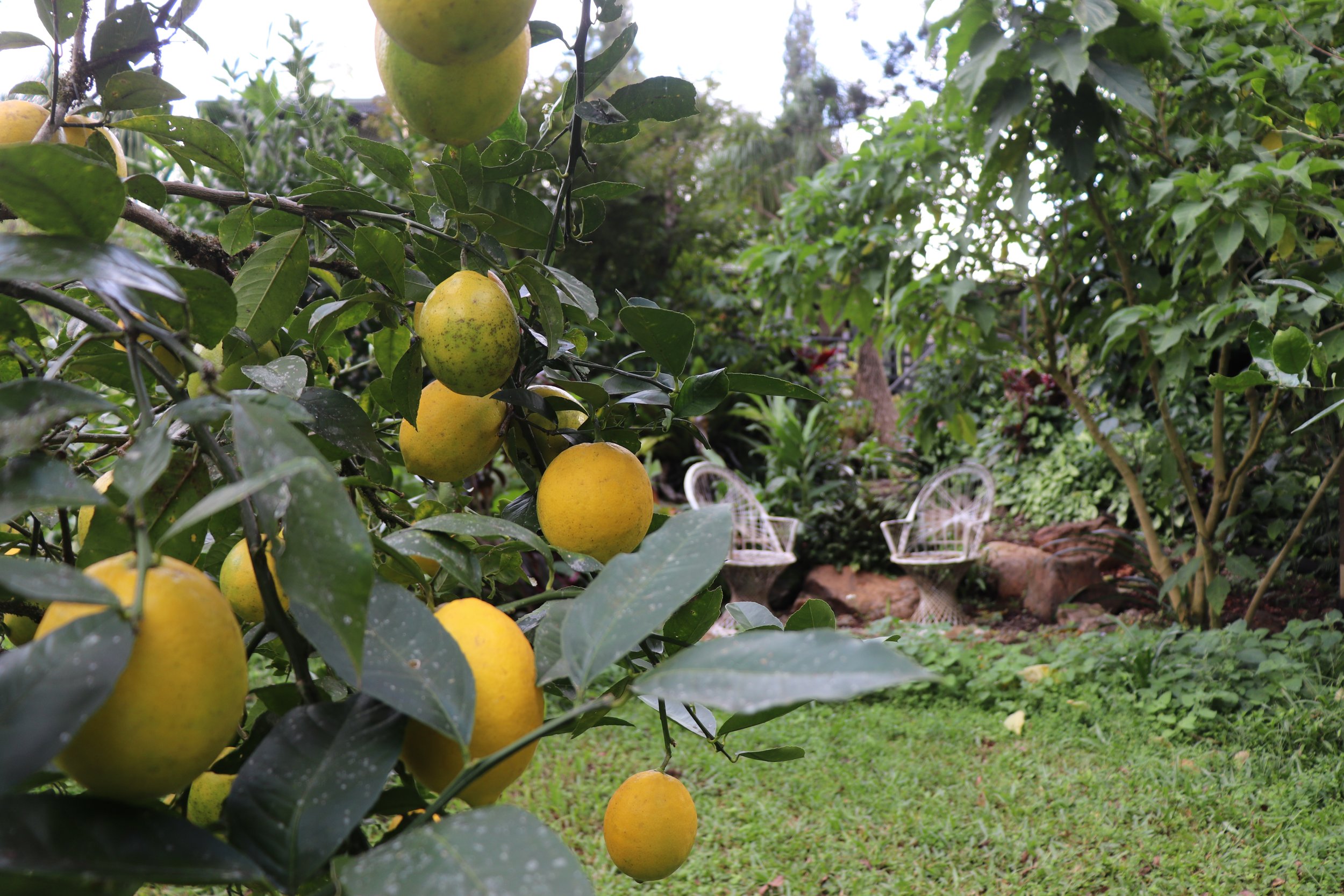 Yellow and green apples growing on a tree in a lush garden with two white chairs in the background. Rise Temple Wellness Retreat Centre Byron Bay Grounds.