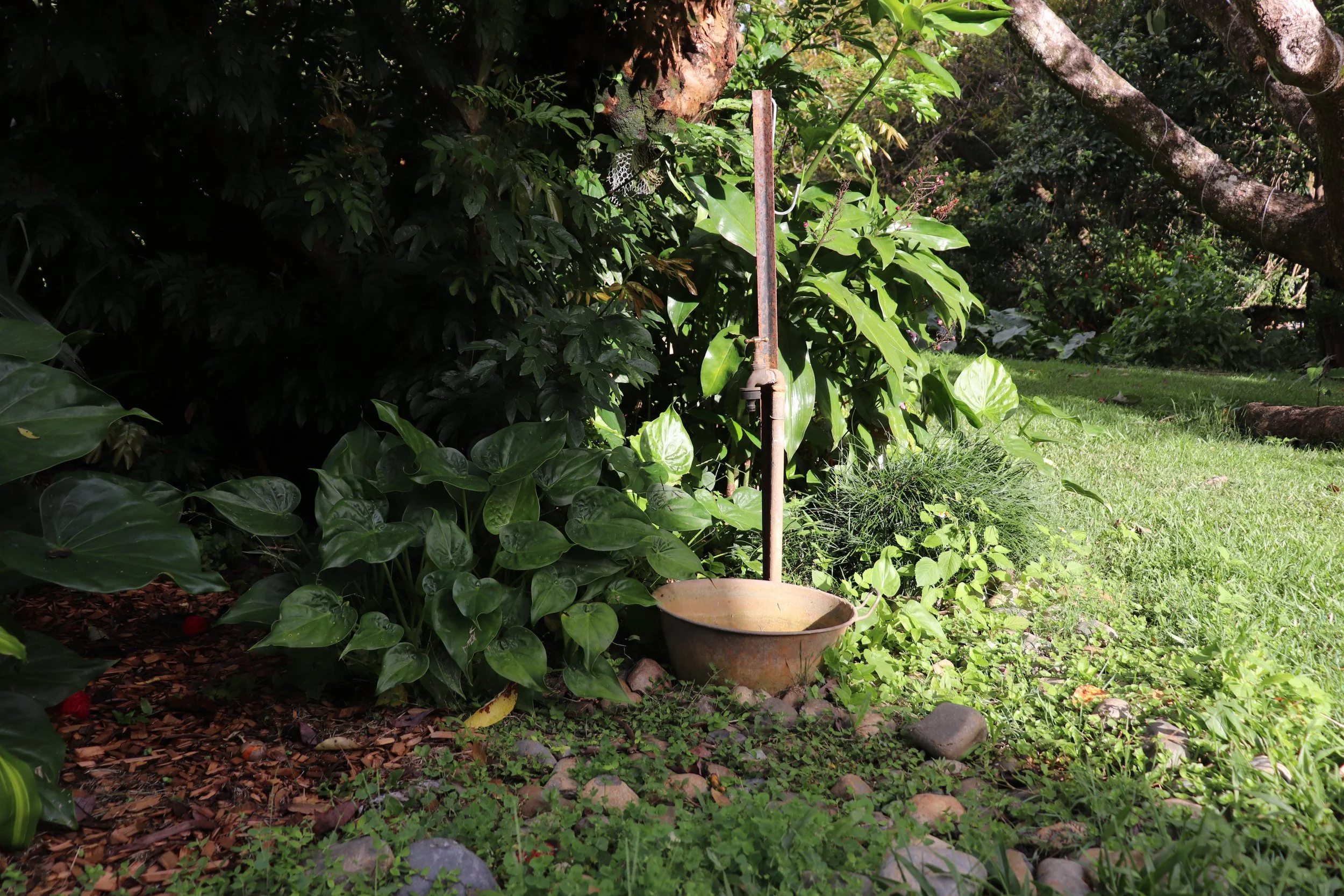 An old rusty water pump connected to a large basin in a garden surrounded by green plants and foliage. Rise Temple Wellness Retreat Centre Byron Bay Grounds.
