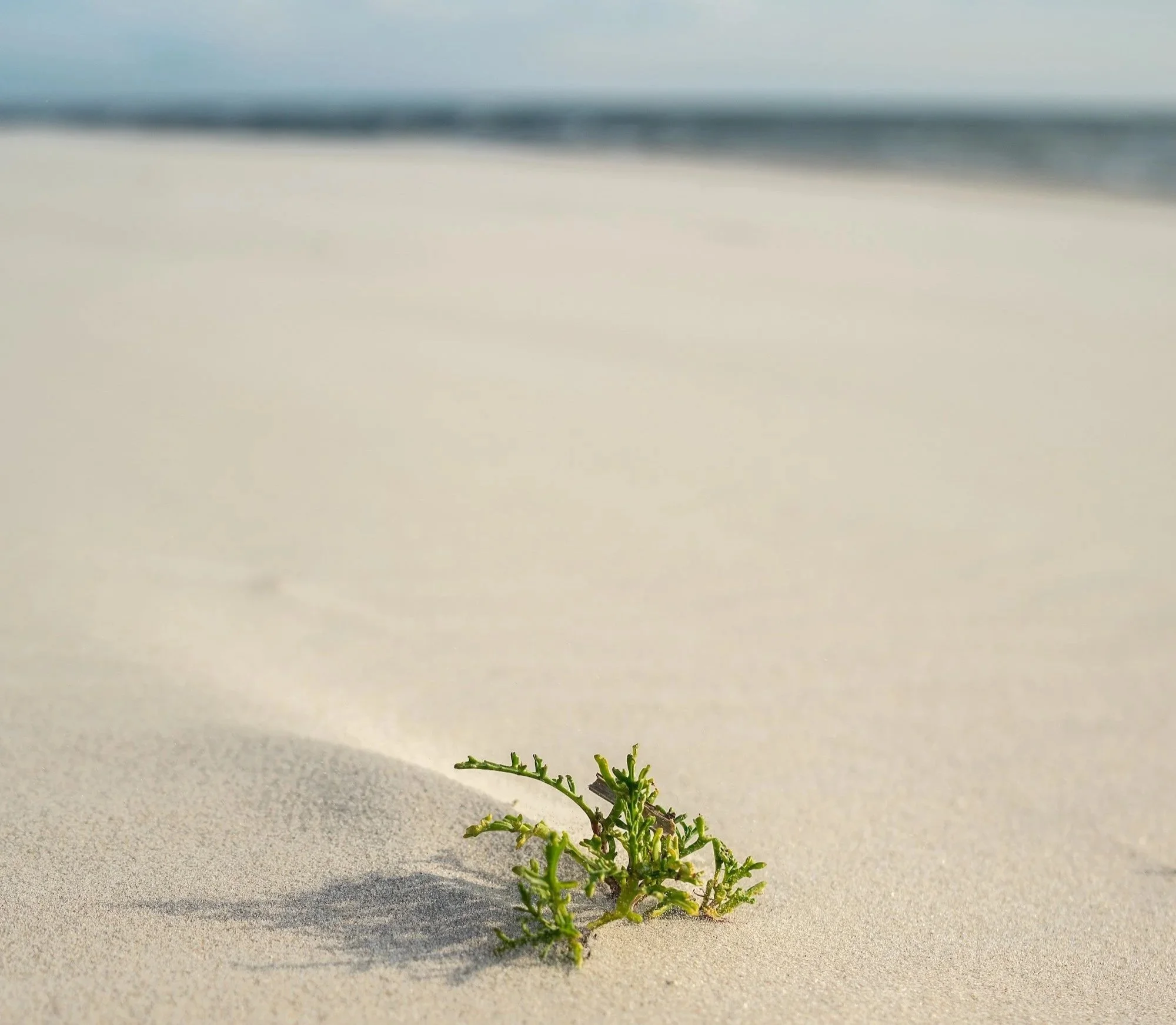 Rise Temple Beyond a Place: A New Way to Return to Stillness