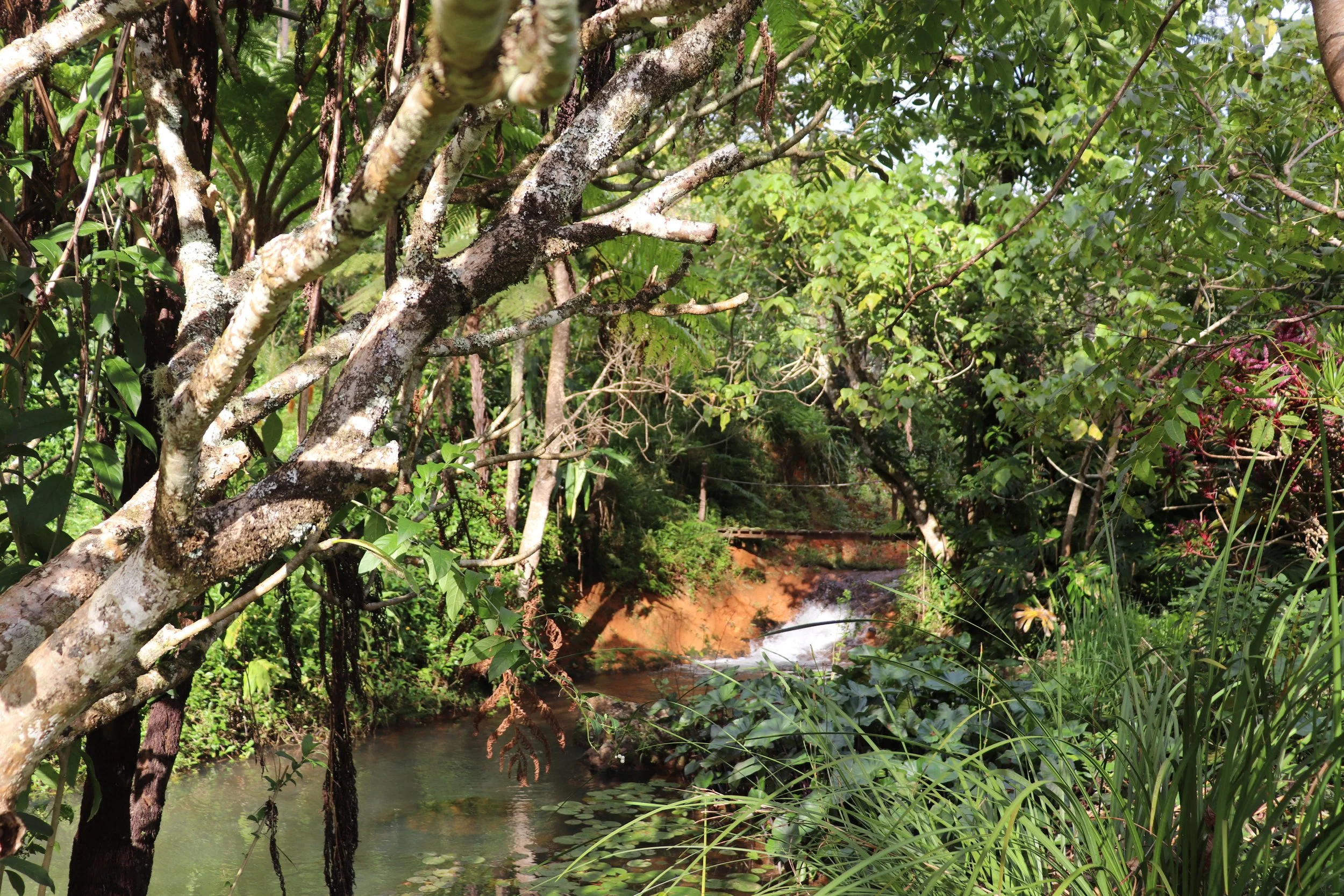 A lush green forest scene with a small waterfall and a stream surrounded by dense vegetation and trees. Rise Temple Wellness Retreat Centre Byron Bay Grounds.