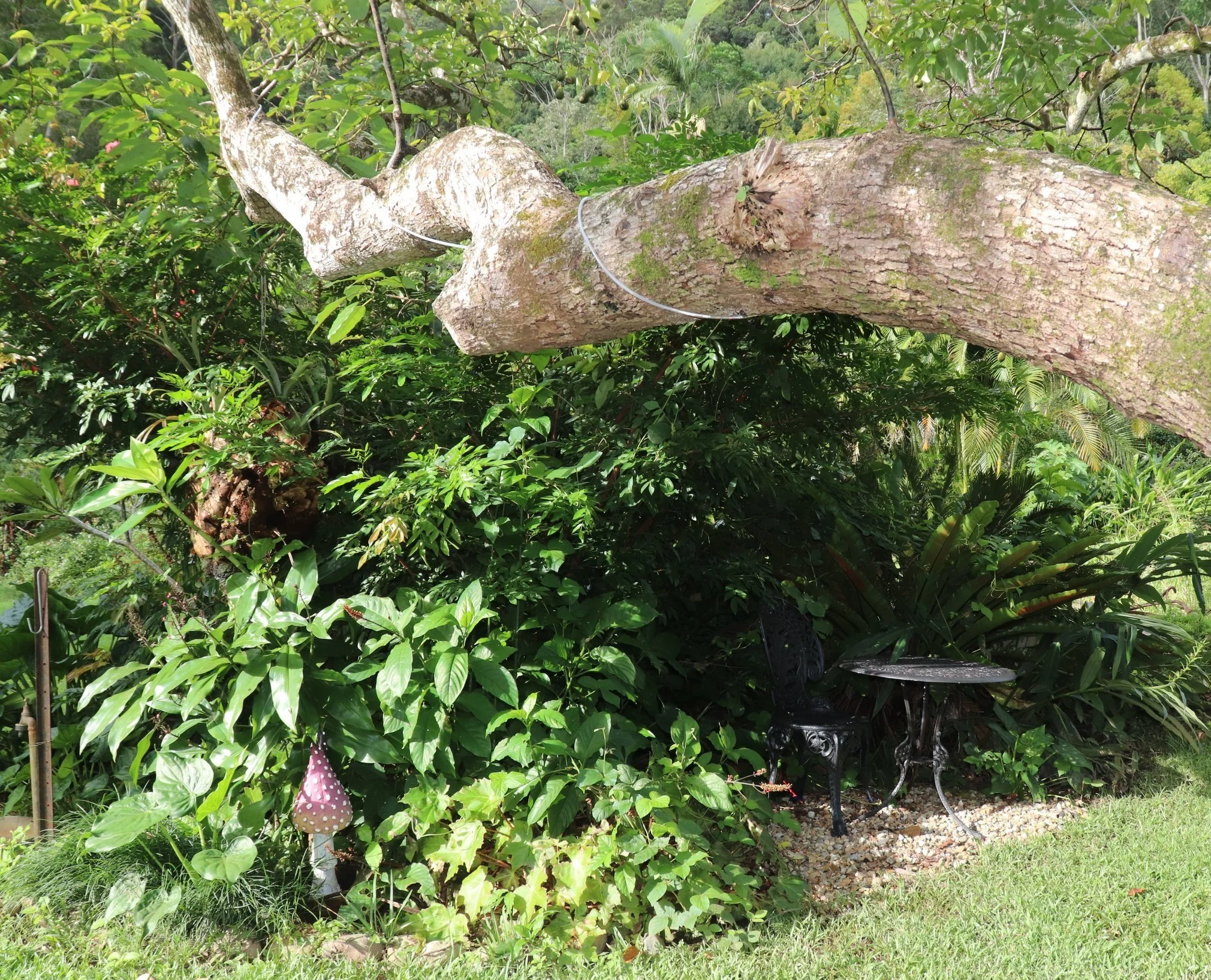 Garden scene with lush green plants, a large curved tree branch overhead, a small purple mushroom ornament, and a black wrought iron table with matching chairs on a gravel patch. Rise Temple Wellness Retreat Centre Byron Bay Grounds.