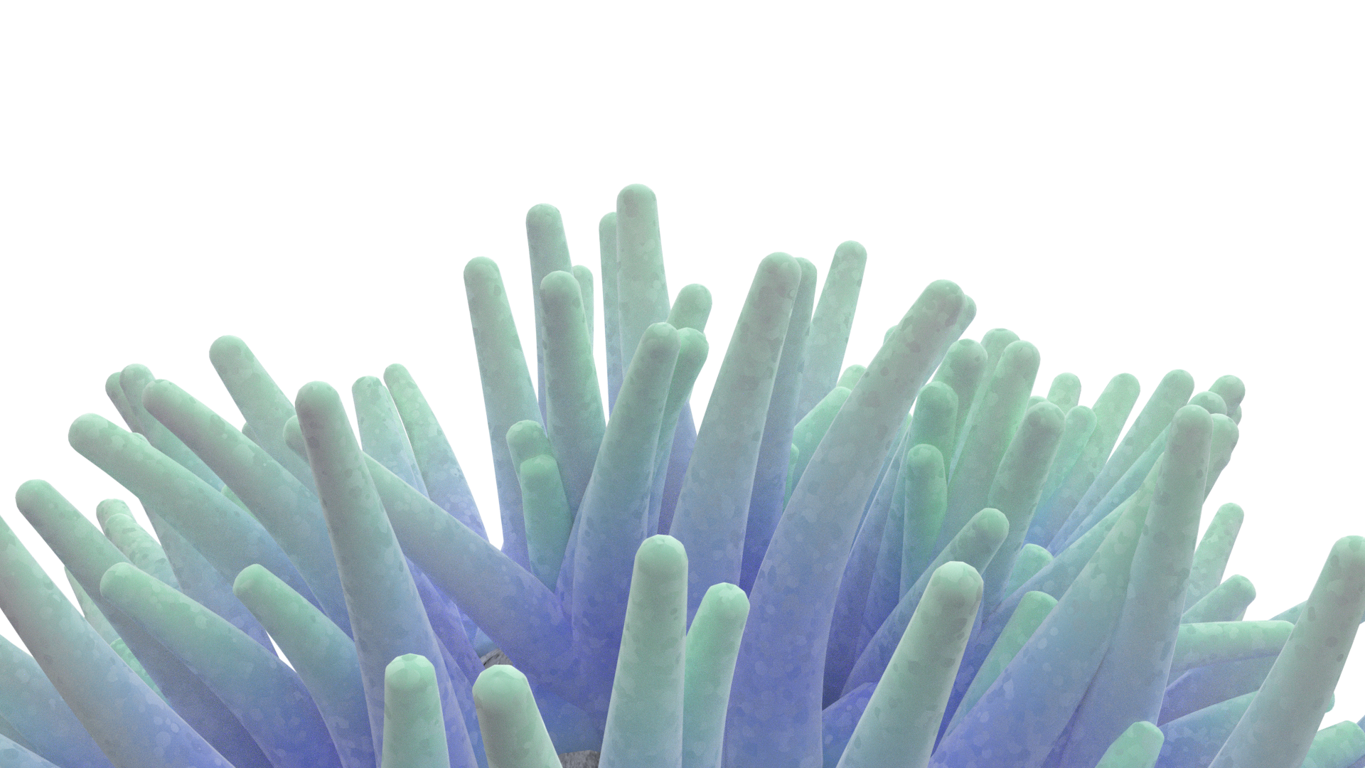 Anemone_Mohan.png