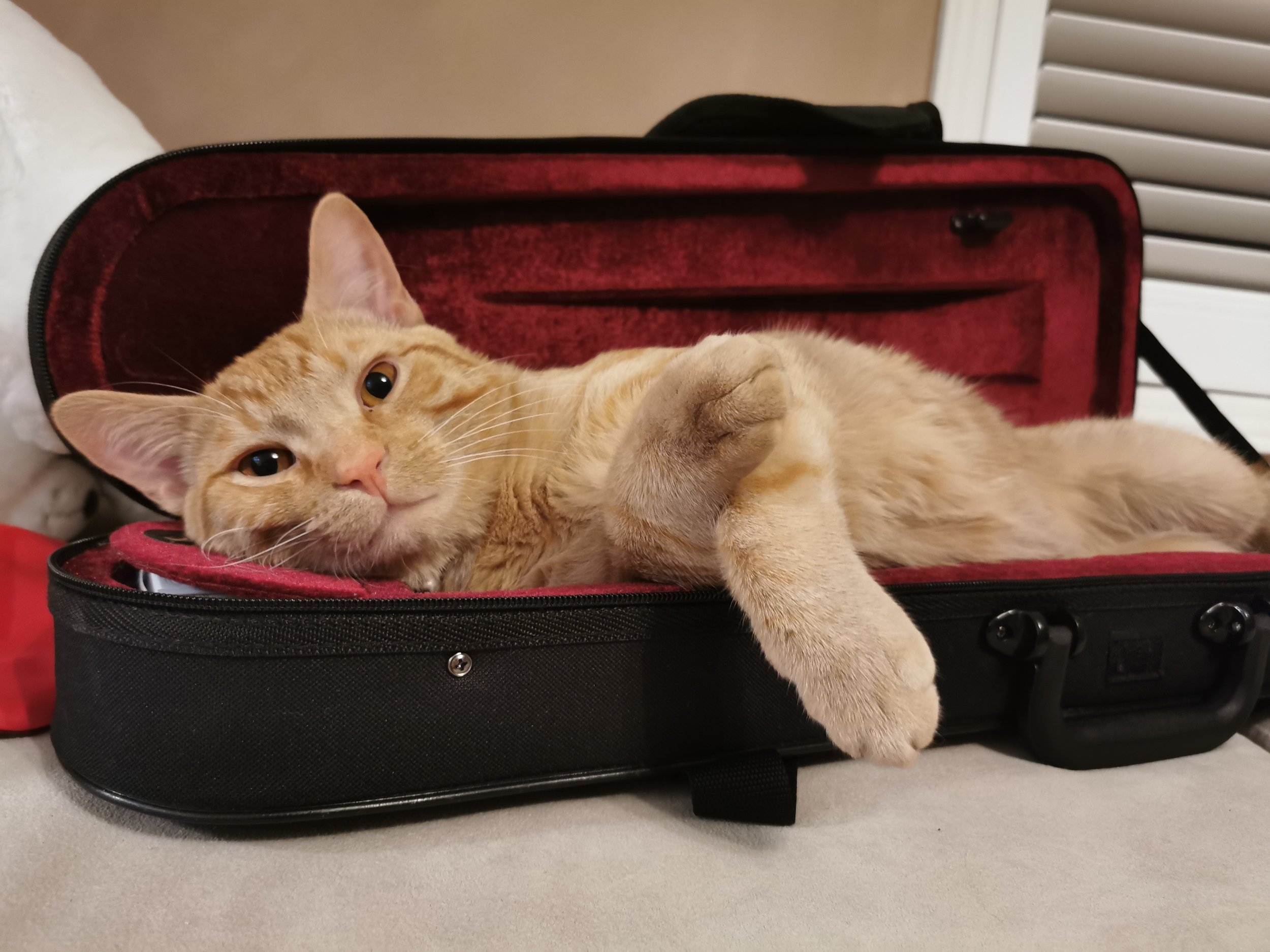 POV: you open your violin case at a lesson only to find that your violin is missing...