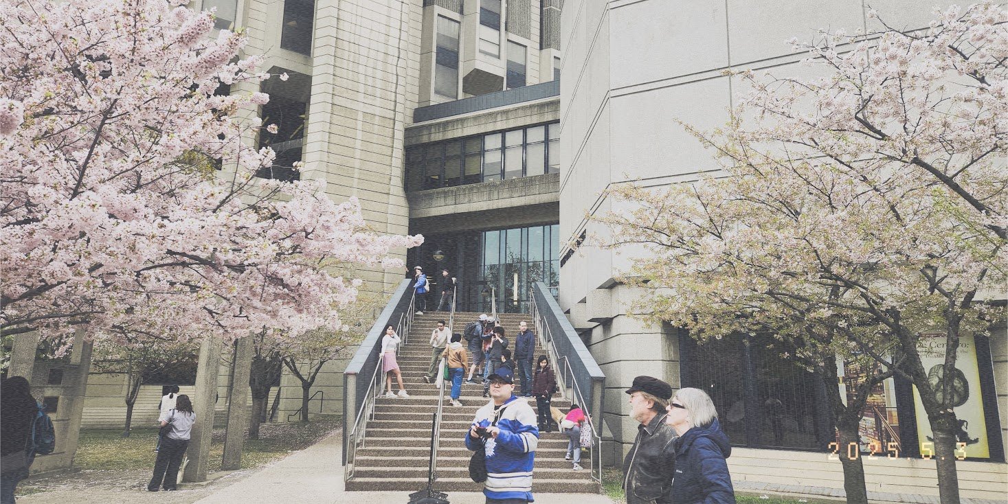 Cherry blossoms by robarts! 🌸