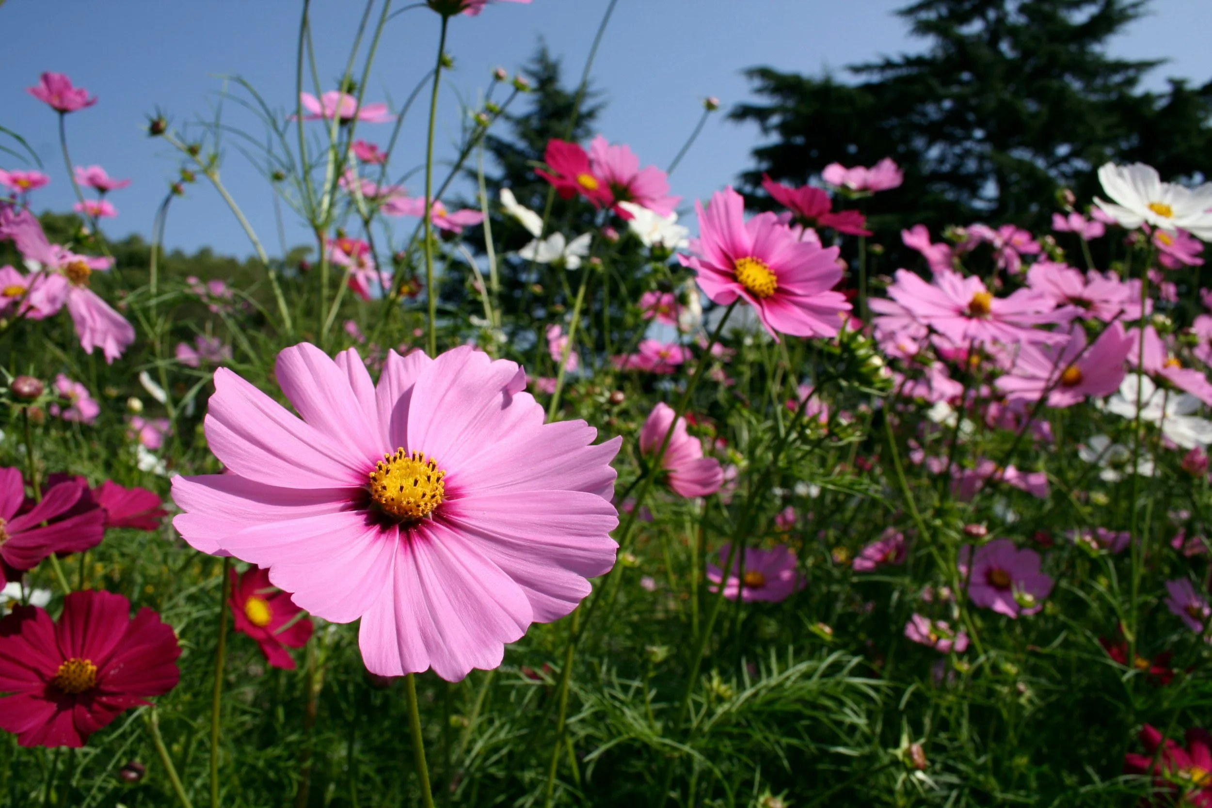 Japan Embraces Floating Offshore Wind