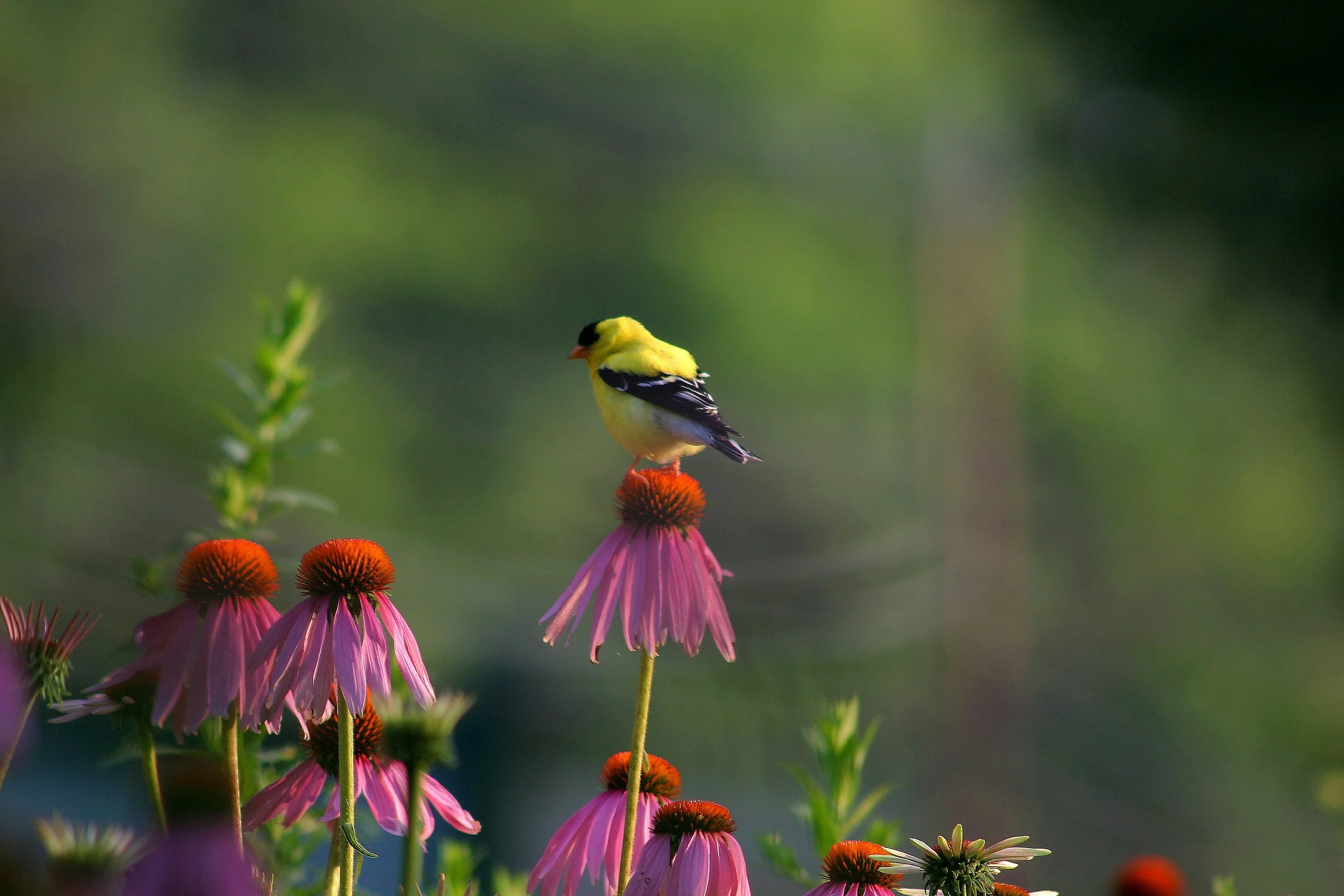 Fusion Technology Advancing