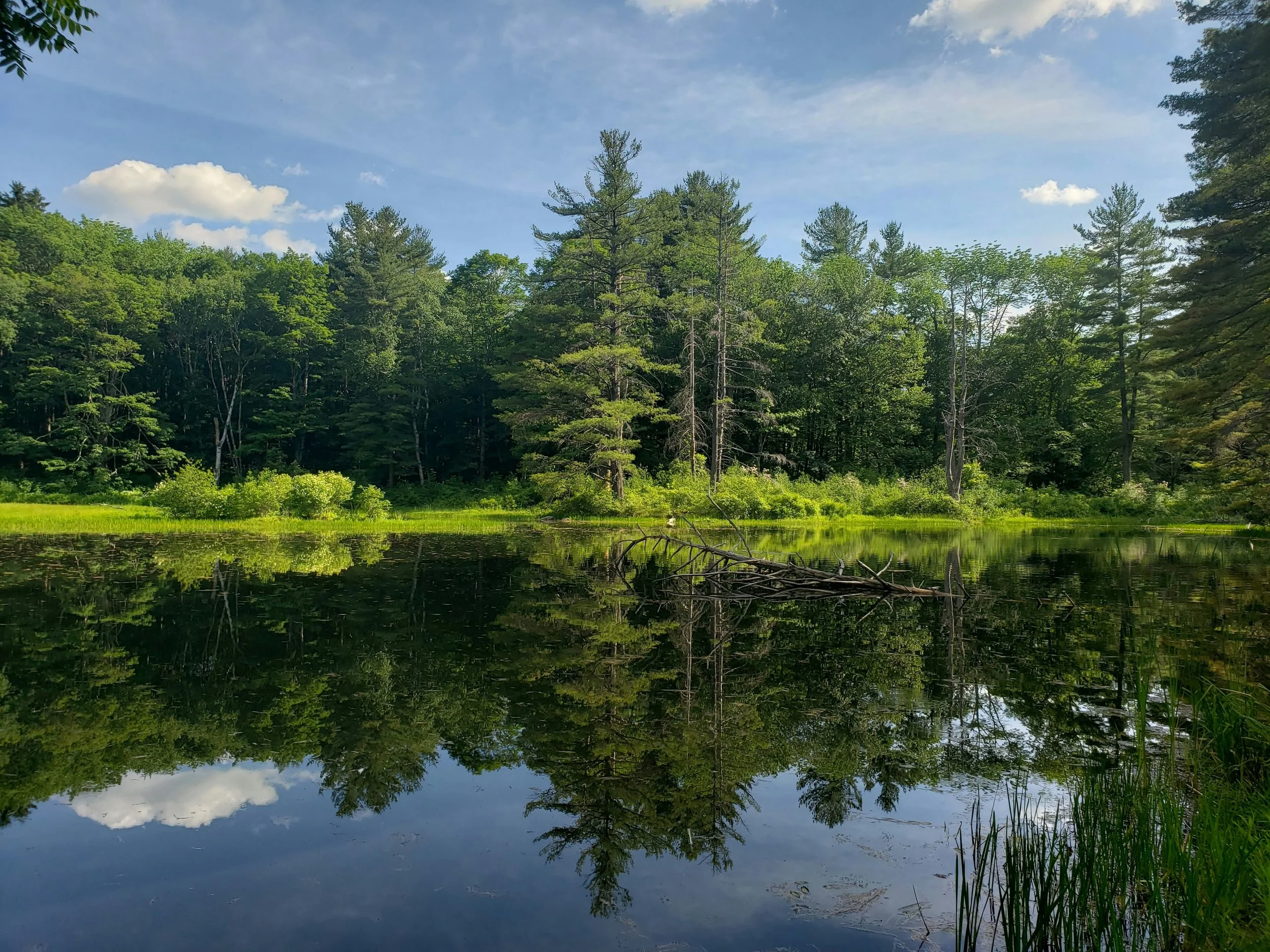 Microsoft Enters Carbon Removal Contract