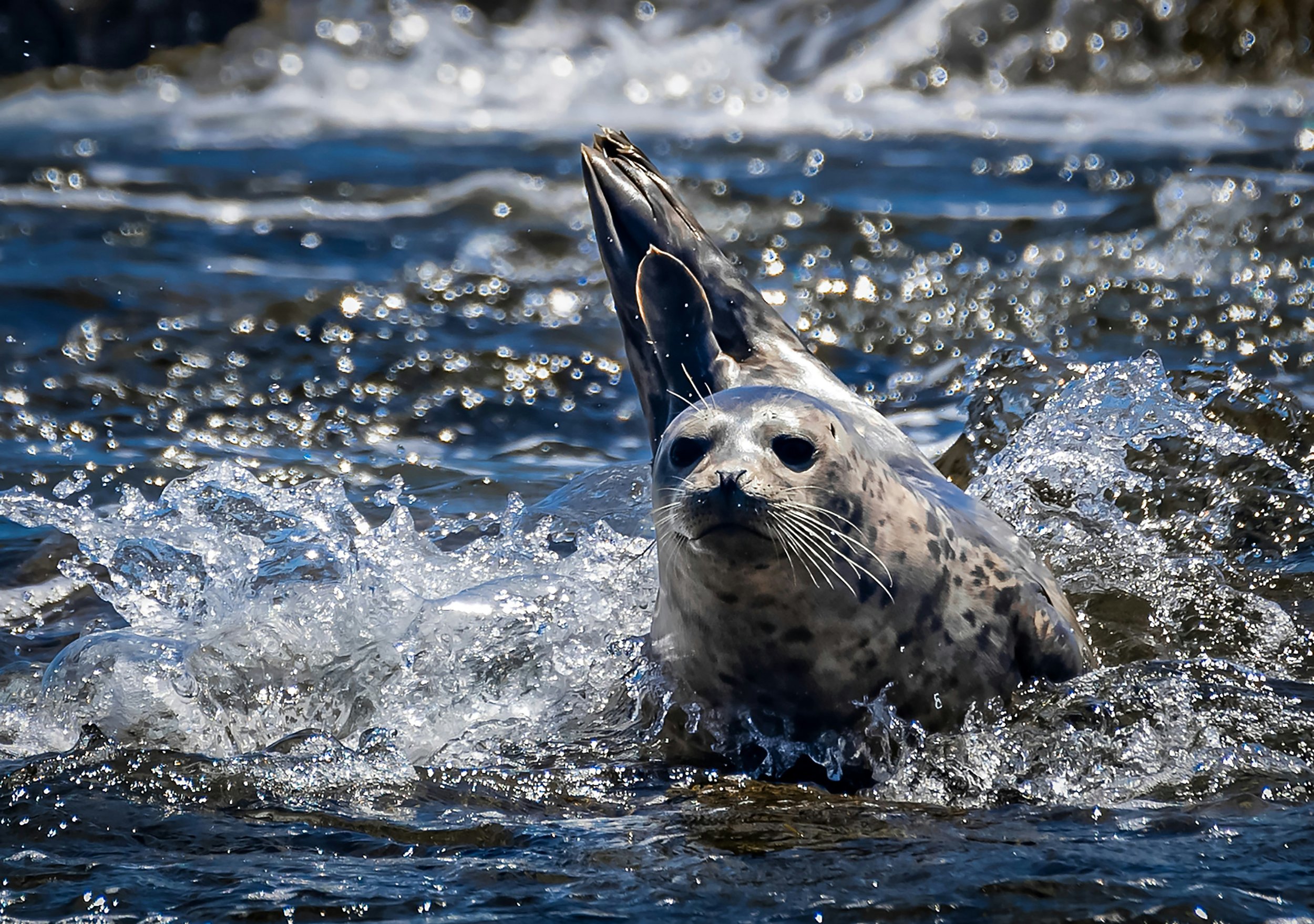 EV Chargers Surging in U.S.