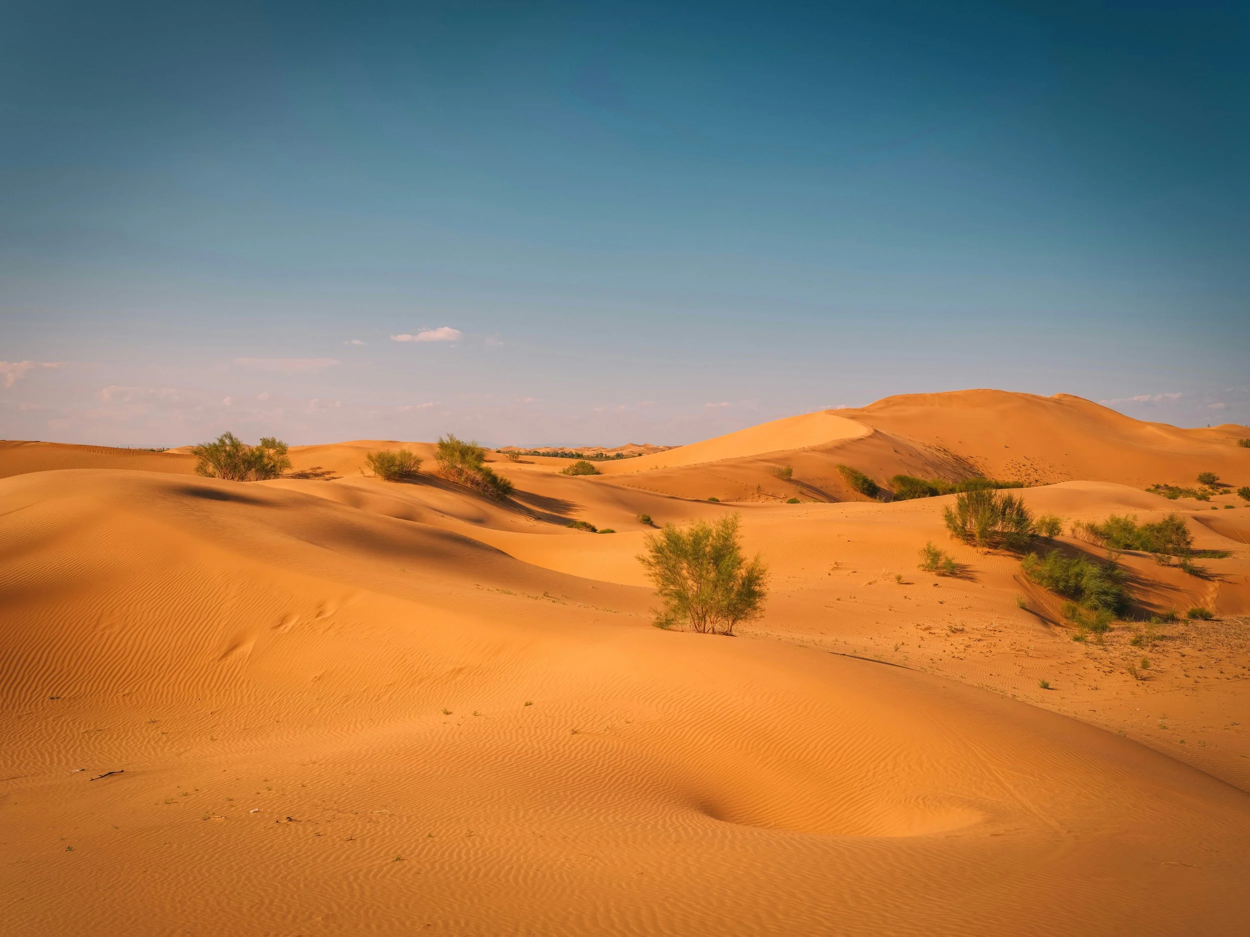 Desert Transformed to Carbon Sink