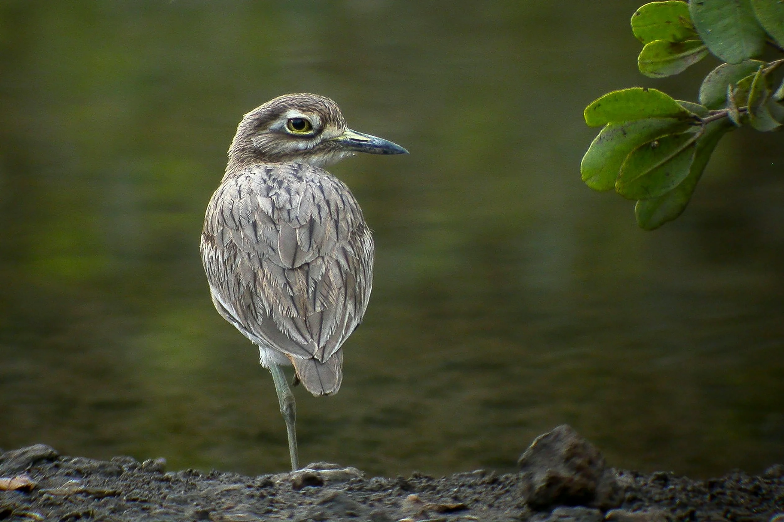 Gambia Launches Hybrid Ferry
