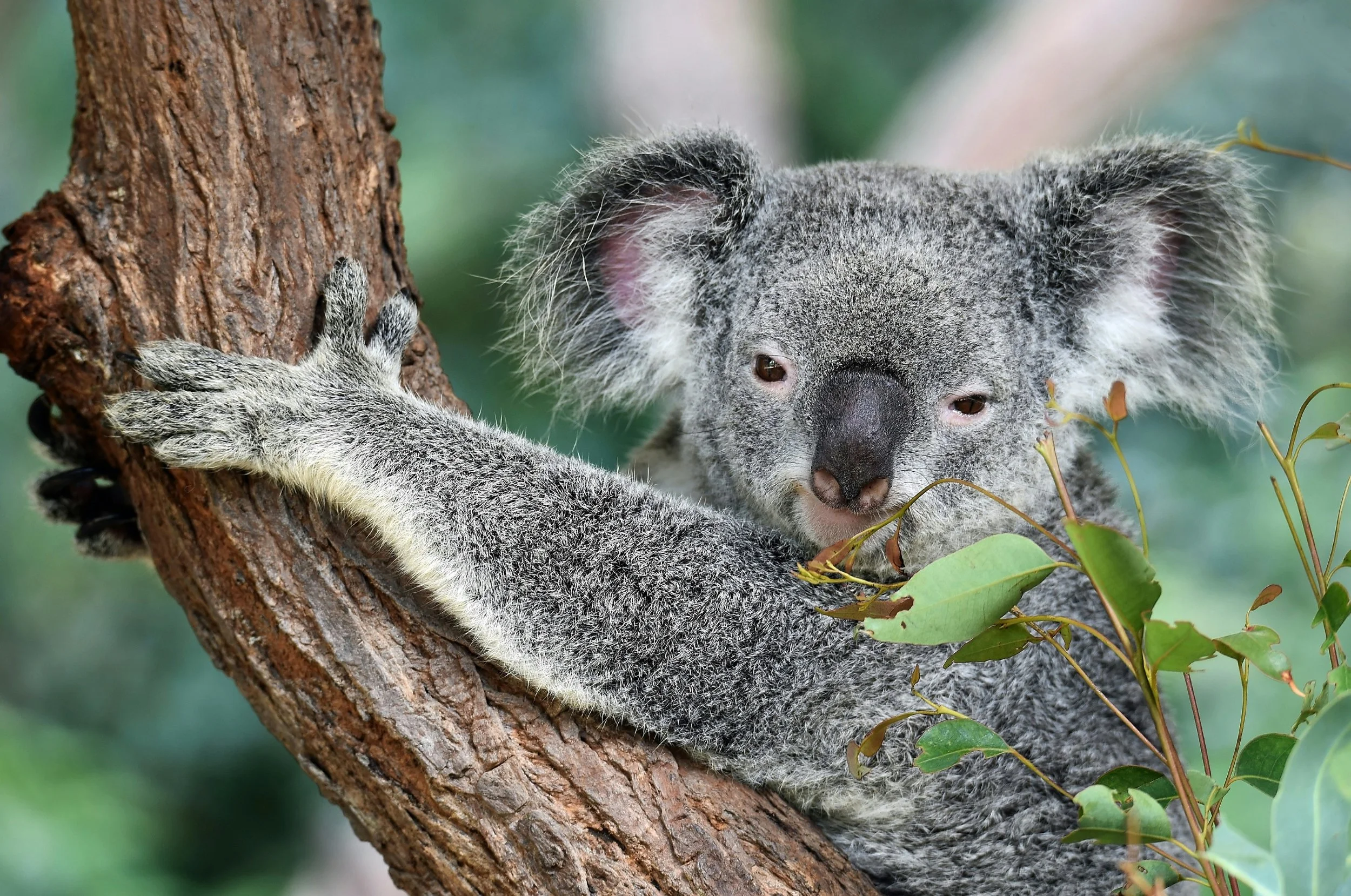 Australia Adding Battery Energy Storage