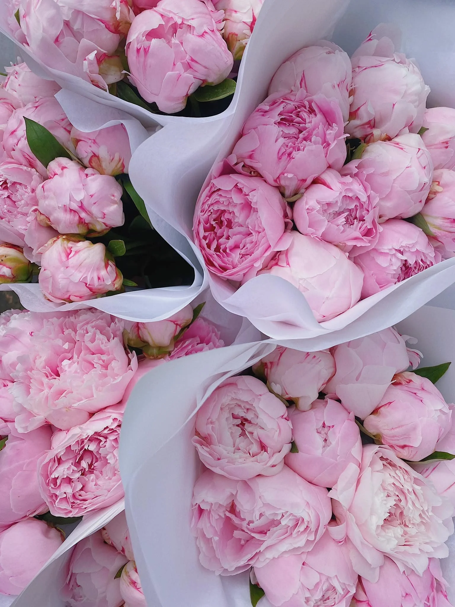 Mud Urban Flowers Glasgow Best Flower Site