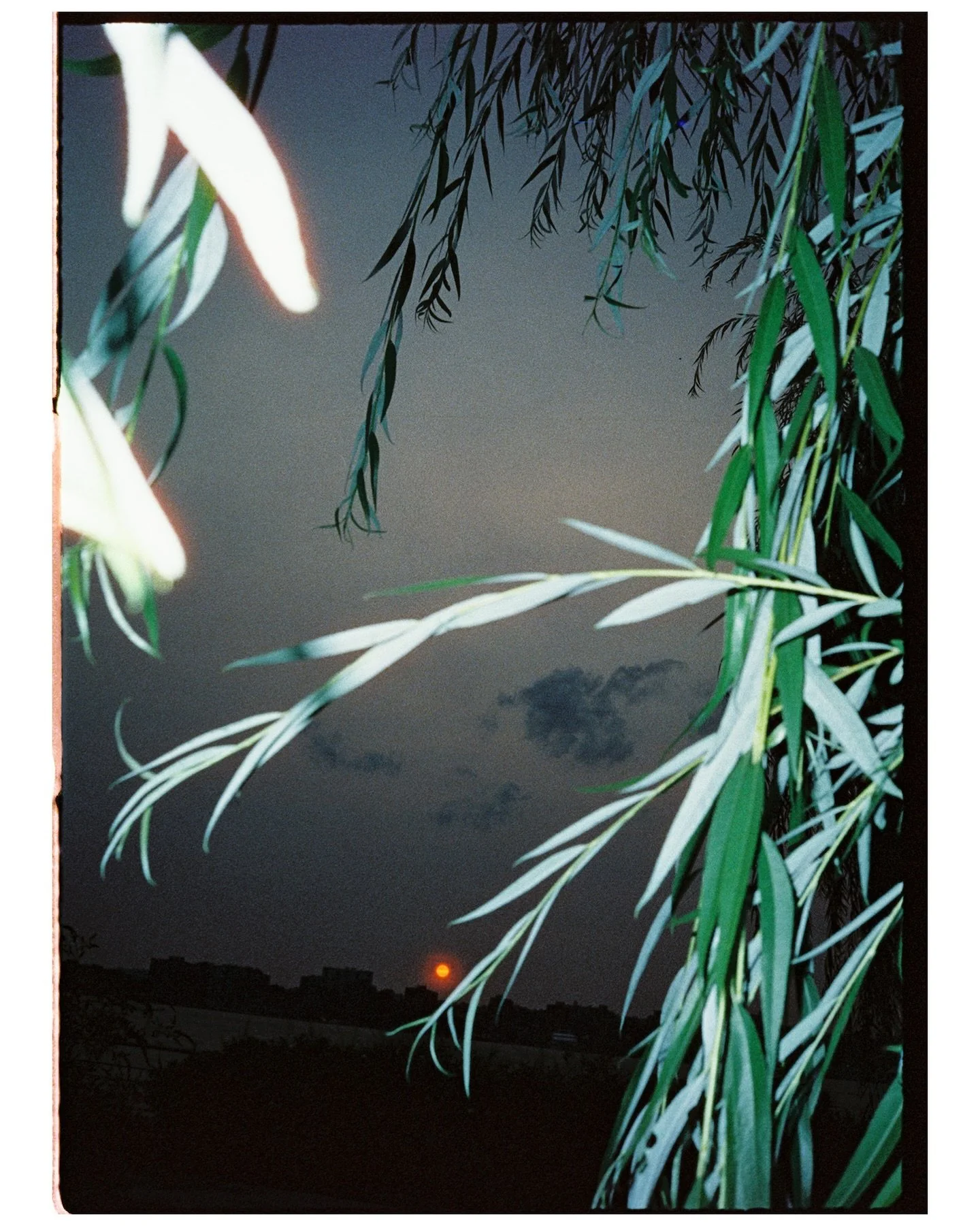 Film vs phone, which one do you prefer?

Camera: #pentax17
Film: #bluedream800