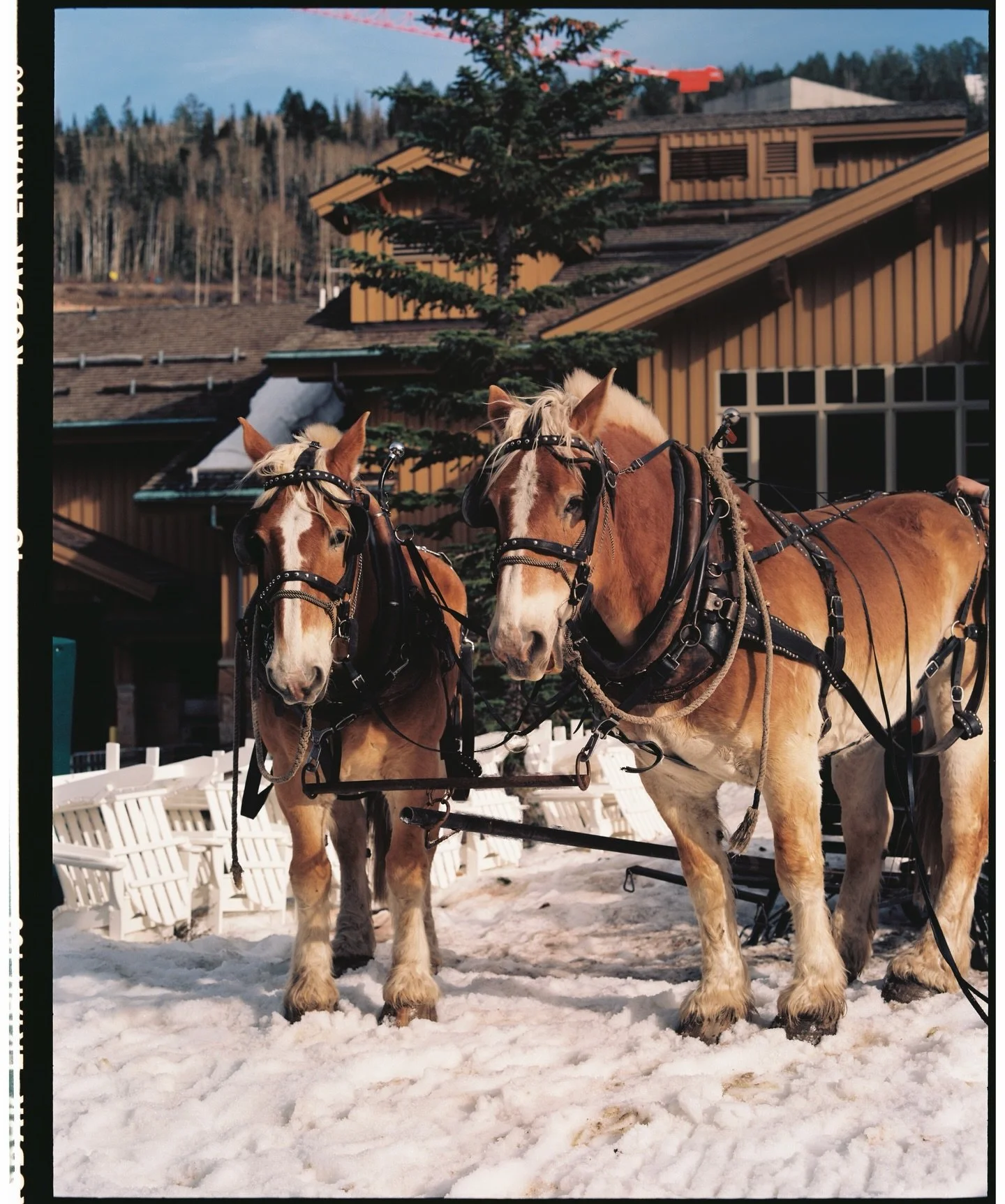 Finally finished developing and scanning all the film from my last visit to @deervalleyresort. I had such a great time both on and off the slopes, thanks to the incredible hospitality from every team at Deer Valley. Here are some highlights of them. 