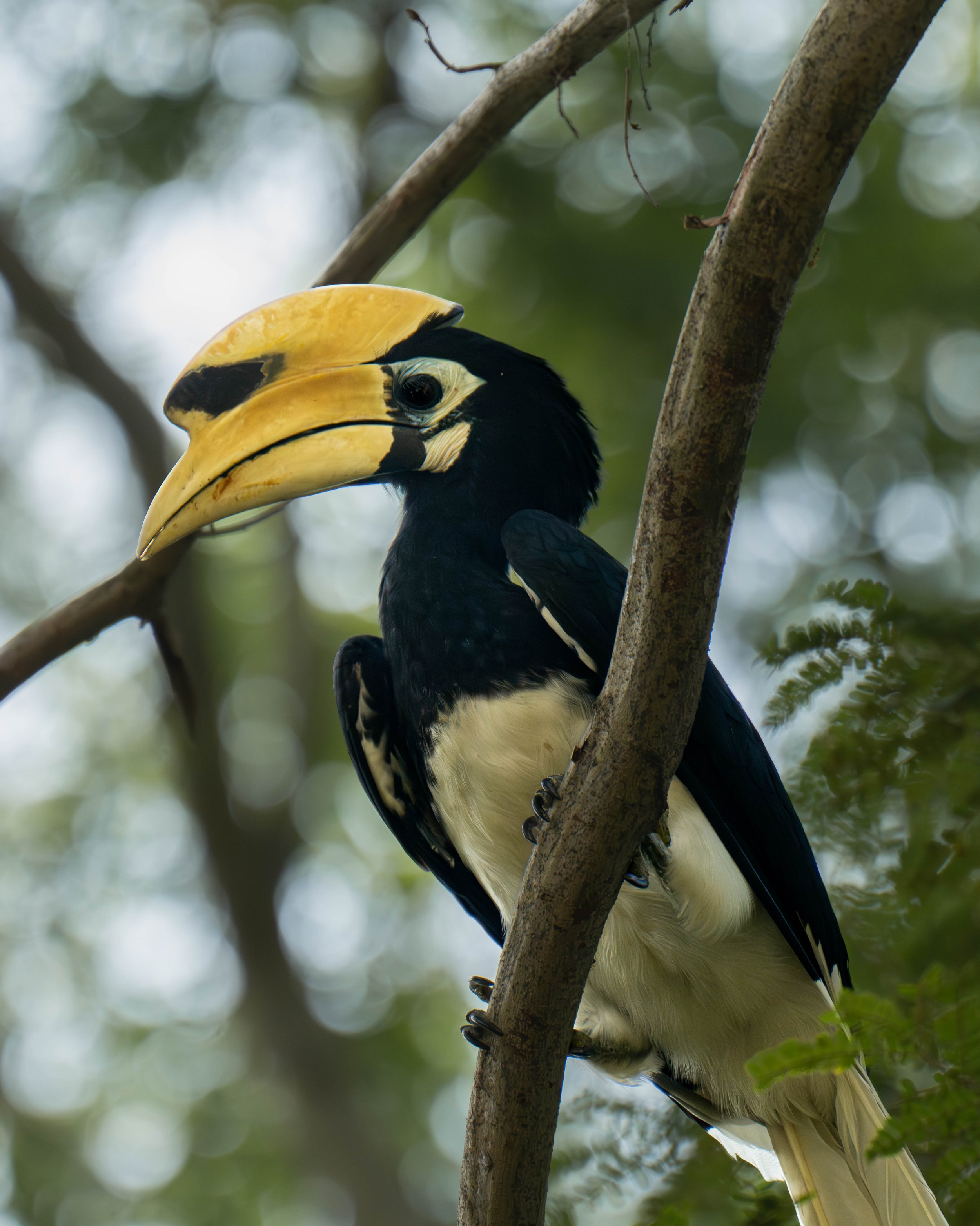 hornbill 5.jpg