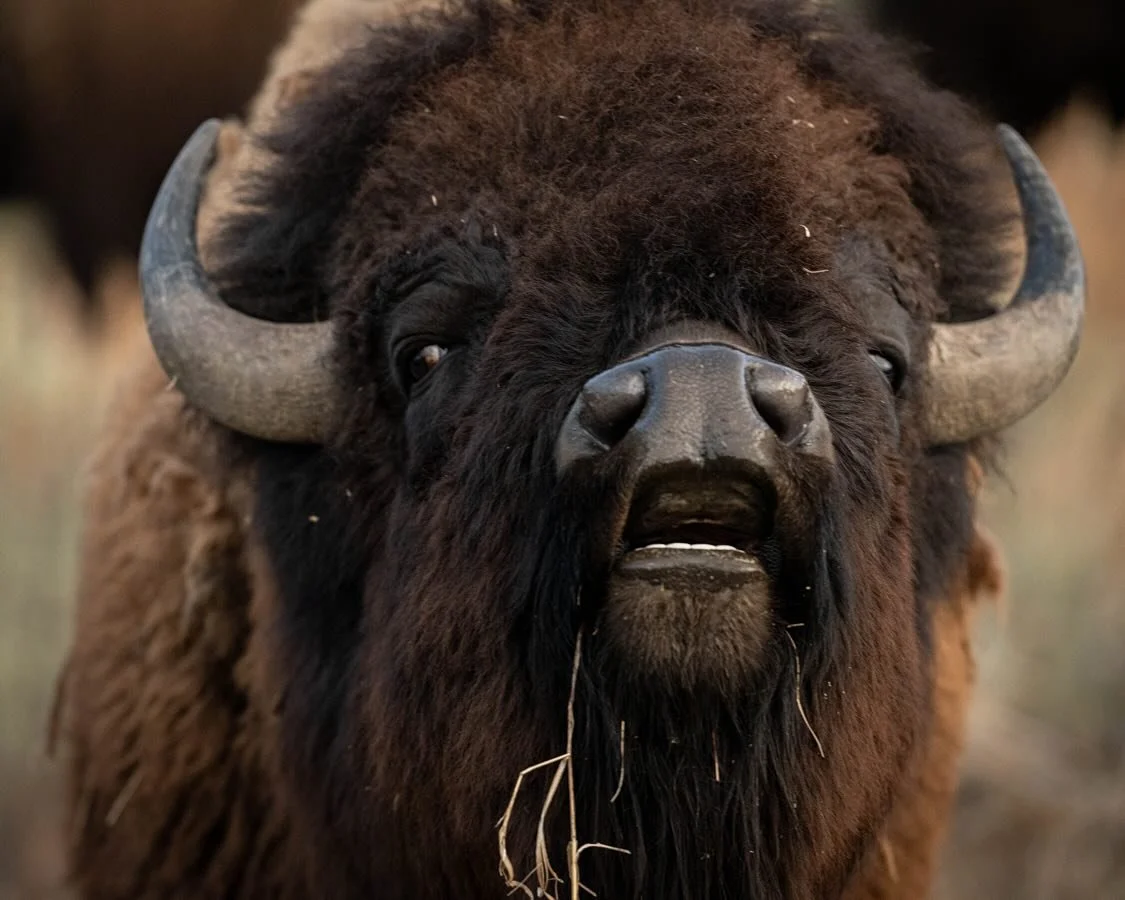 &ldquo;The Yellowstone Bison&rdquo; 🦬 
.
Bison are huge. Driving through Yellowstone and witnessing these gorgeous beasts is an experience I will never forget. Male bison can weigh up to 2,000 pounds! Females up to 1,000 pounds! (Yellowstone Bison)&