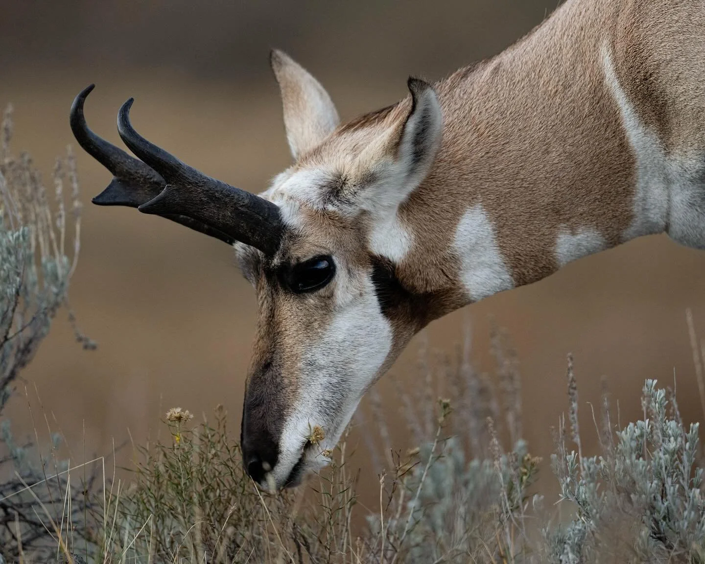 &ldquo;The Pronghorn: &lsquo;A Story of Loss and Hope&rsquo;&rdquo;
.
Pronghorns are beautiful animals. When I was planning my Yellowtsone trip, they weren&rsquo;t at the front of my mind, but they were one of the biggest and best surprises of the tr