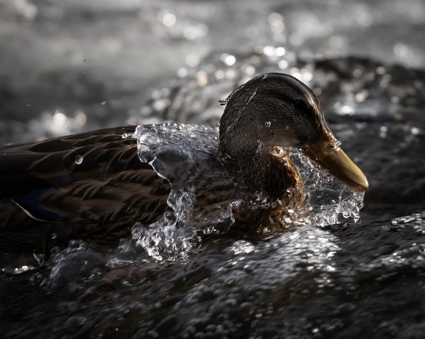 an aviary break to check out this beautiful mallard gliding through the yellowstone nat. park lehardy rapids 🦆 🌊 
.
#yellowstone #birding #mallard #bird #yellowstonenationalpark #wildlife #wildlifephotography #wildlifephotographer #sony #sonywildli