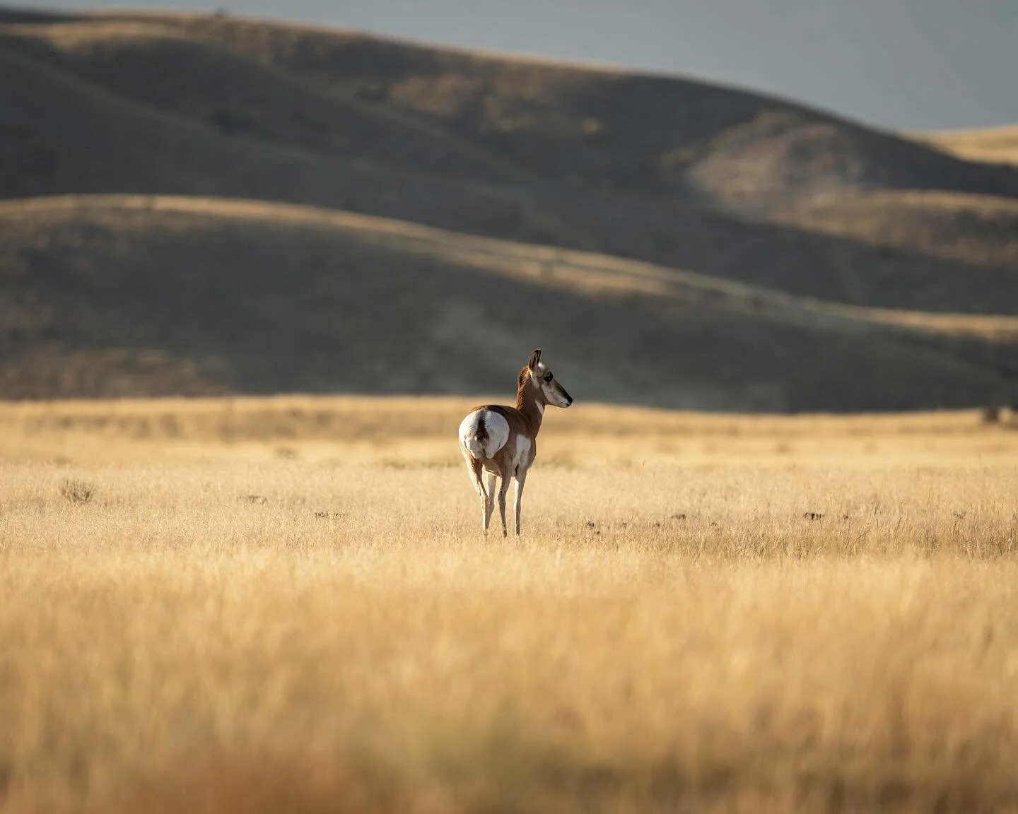 &ldquo;the pronghorn in the valley&rdquo; 🦌 
.
this trip, i specifically felt challenged in my photography to focus on the environment surrounding the animal and how the context that the animal is in changes how someone may view the photo 📸 
.
givi