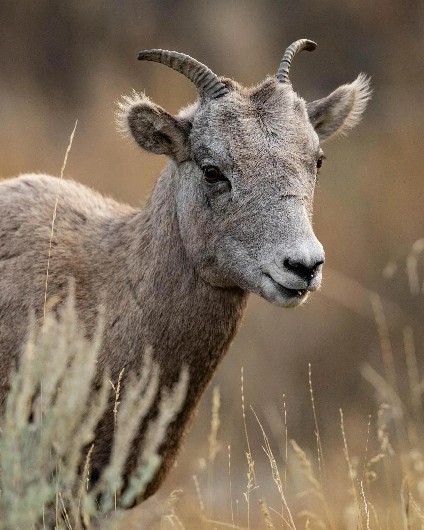 &ldquo;Charge&rdquo; 🐏
.
Bighorn Sheep are known for their horns, and they use them to fight! Weighing up to 200 pounds with muscular bodies and an incredible ability to jump, these dominance &ldquo;conversations&rdquo; between males can get intense