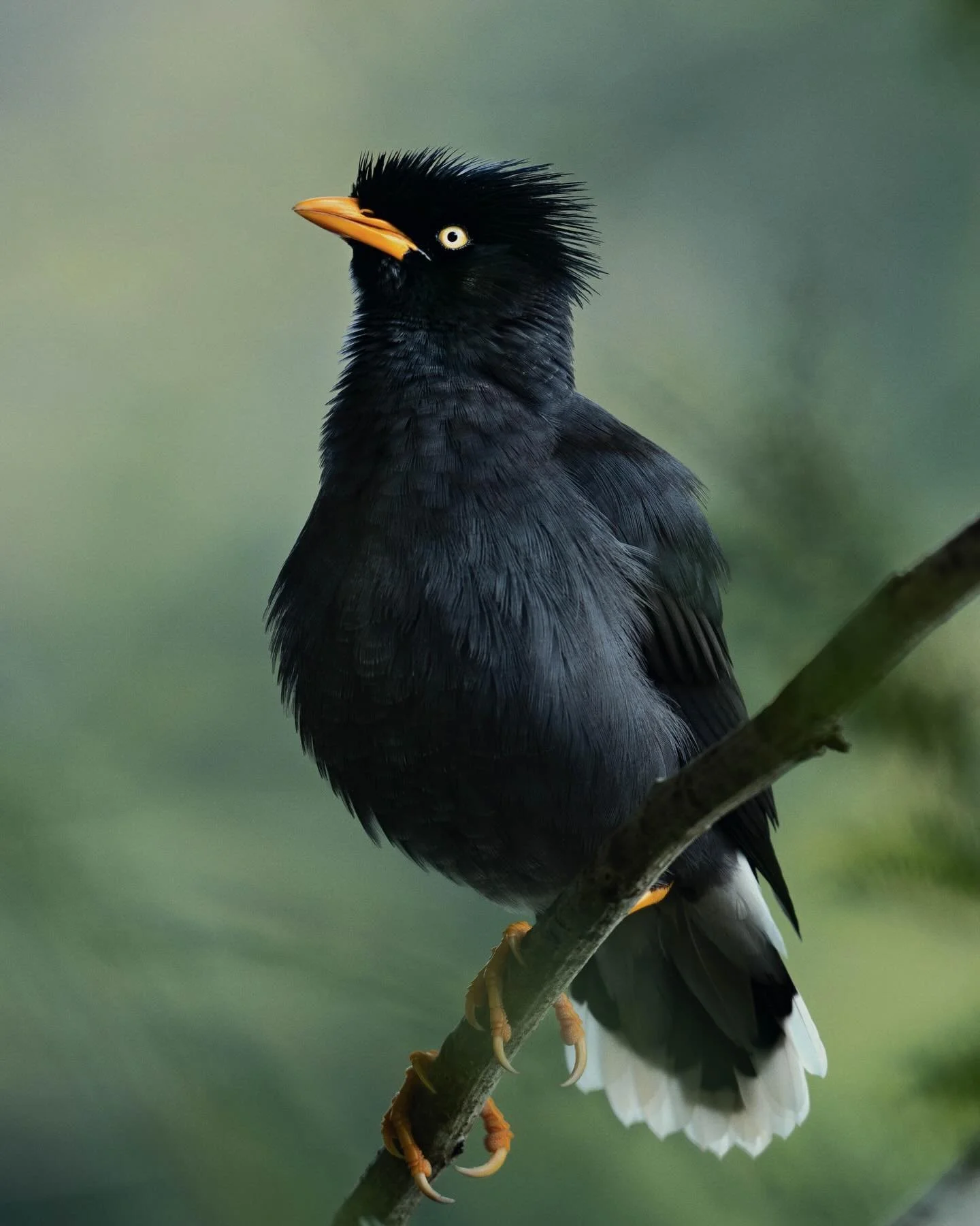 the javan myna is almost everywhere you look here in Singapore 🇸🇬 but as a visitor, i still find it quite beautiful and fun to photograph with its striking yellow beak 🐦 
.
these guys used to be isolated in java and bali but have been introduced t