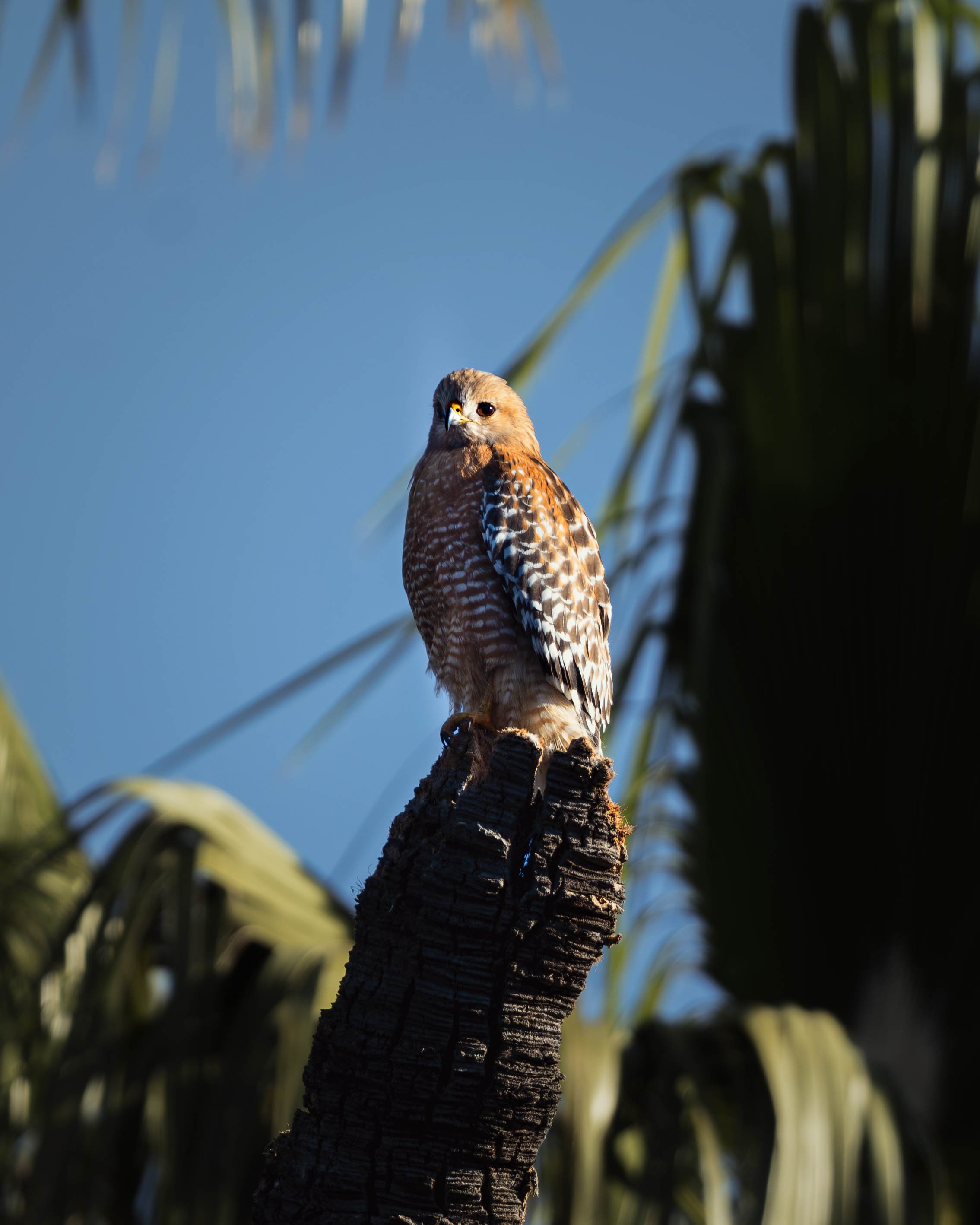 redshoulderednewedit.jpg