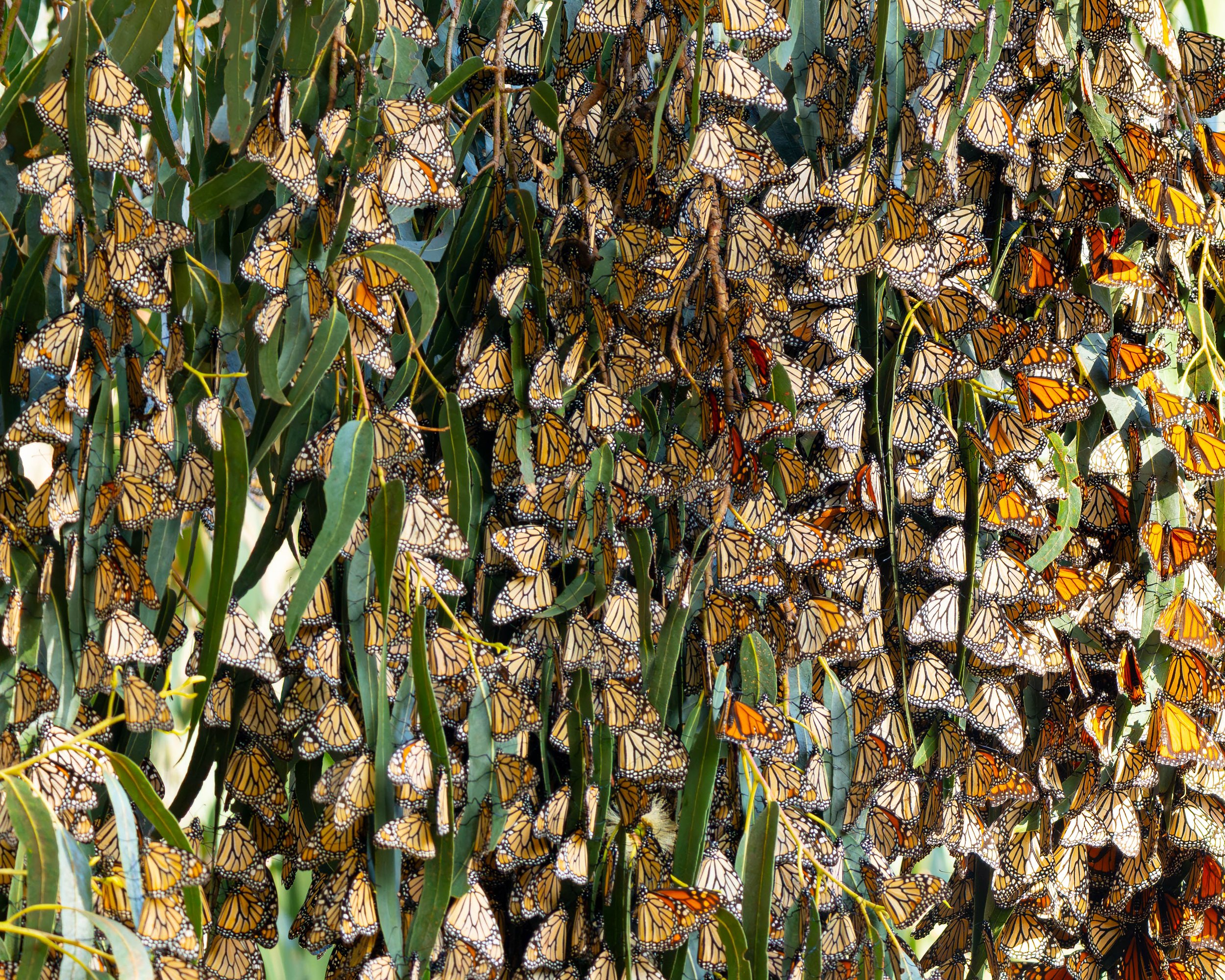 monarch test 8.1.jpg