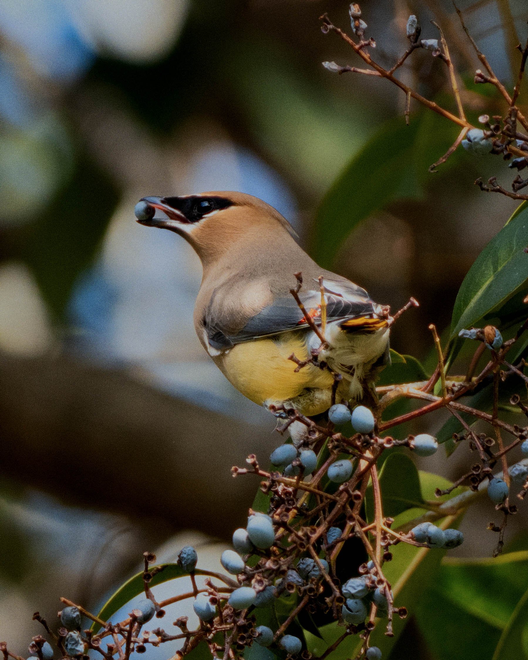cedarwaxwing2.jpg