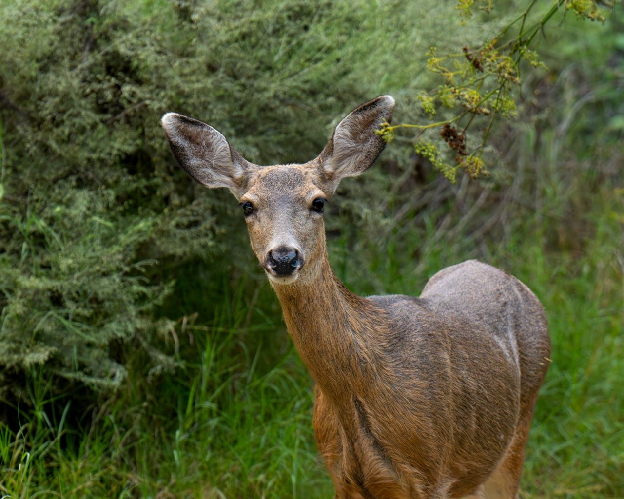 mule deer on catalina island