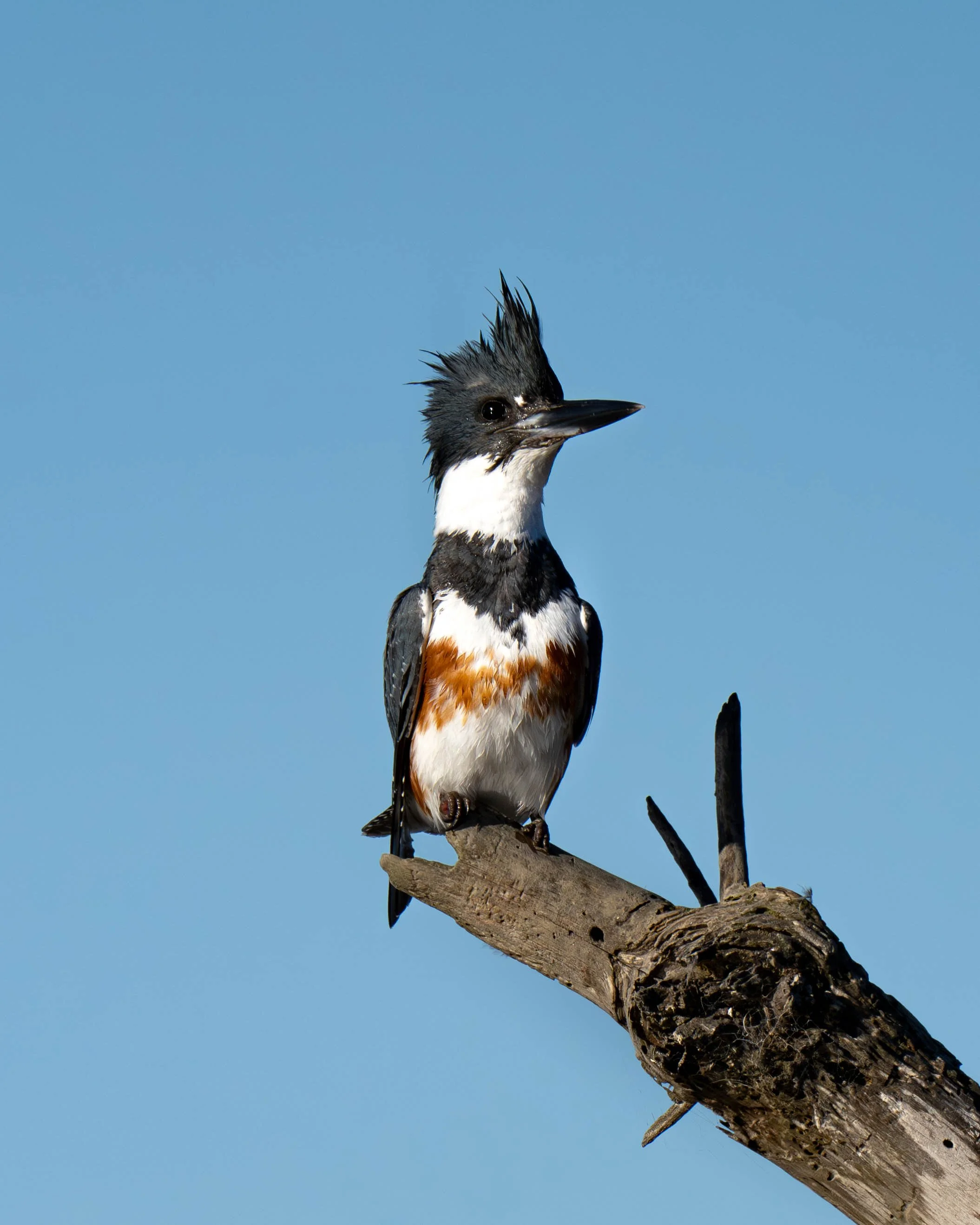 kingfisher on branch-2.jpg