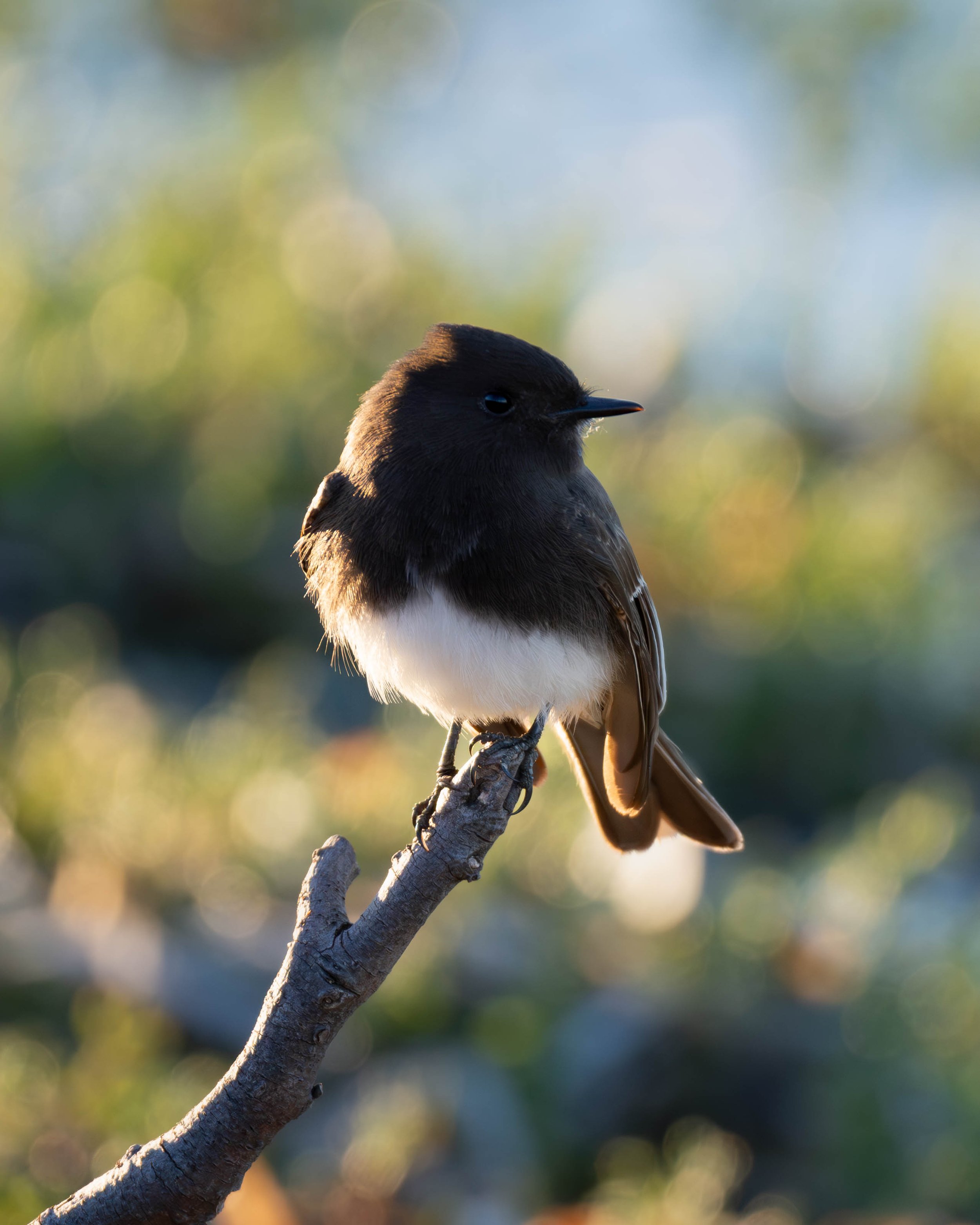 black phoebe front and back.jpg