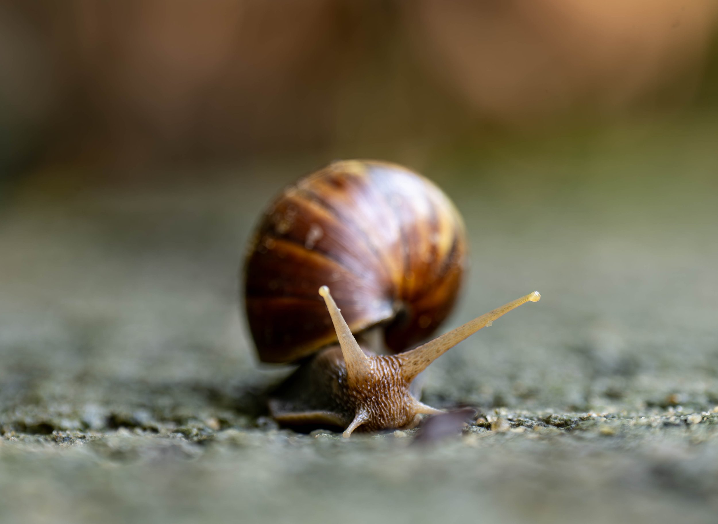 snail.jpg