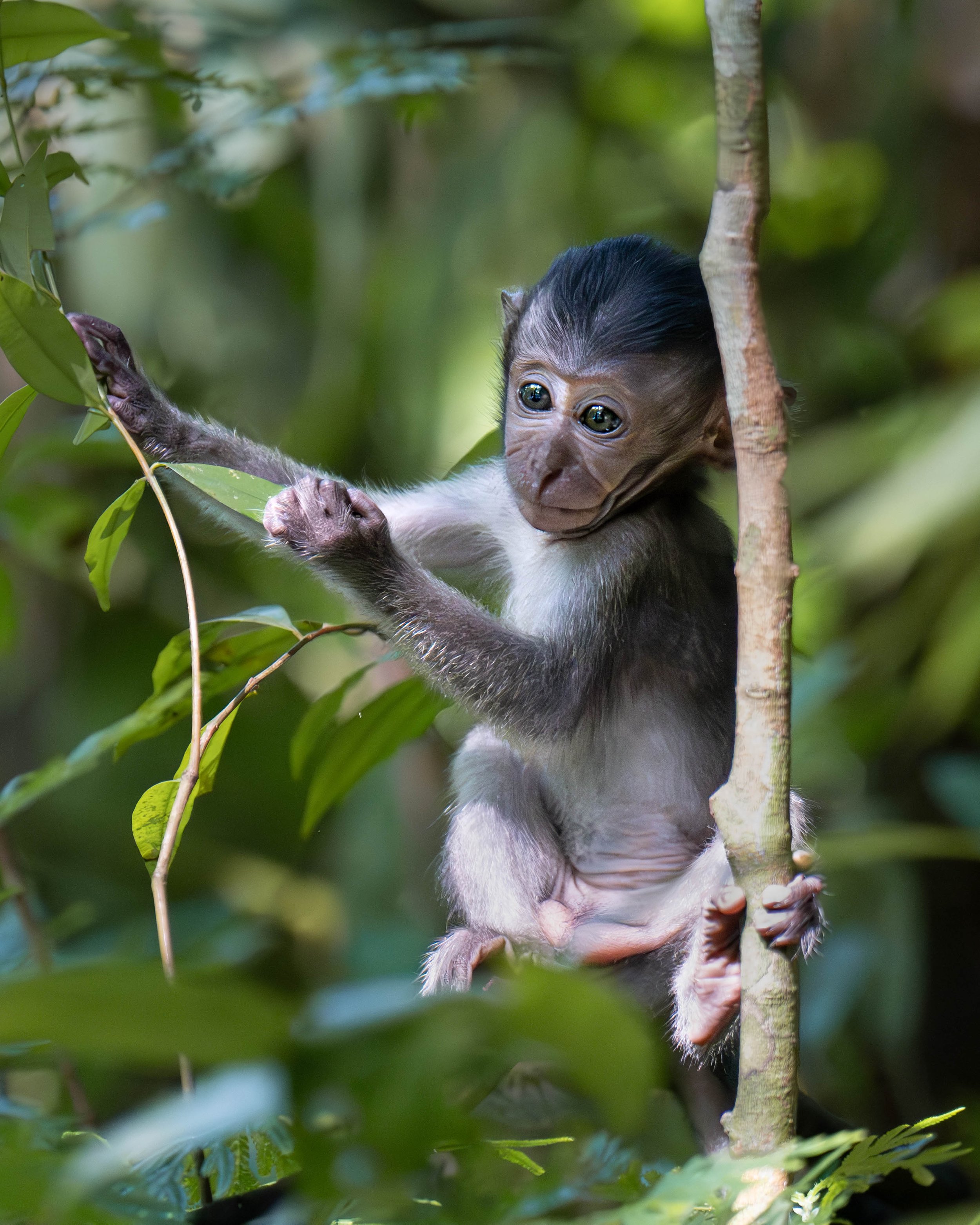 macaque 9.jpg