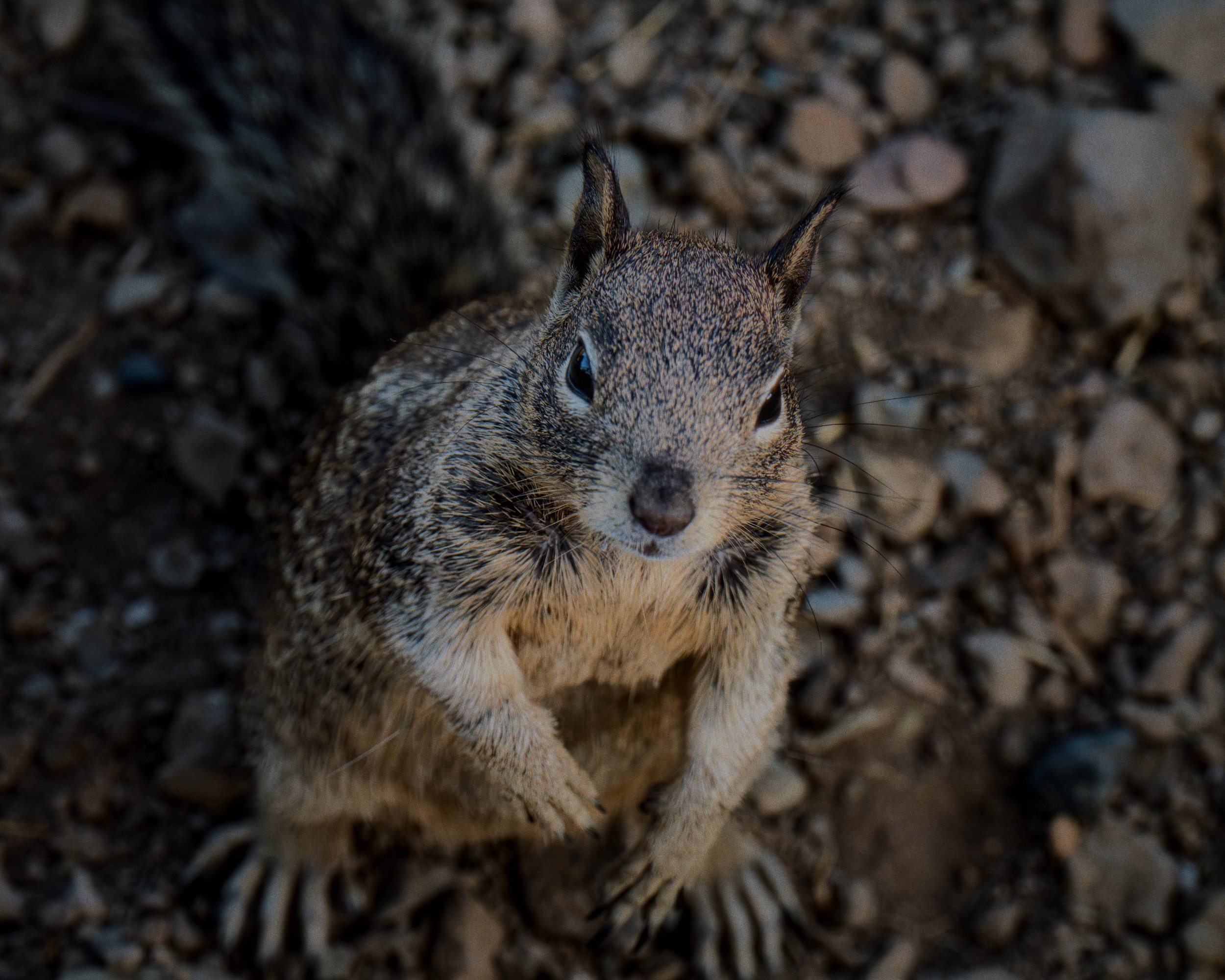 catalinasquirrel-2.jpg