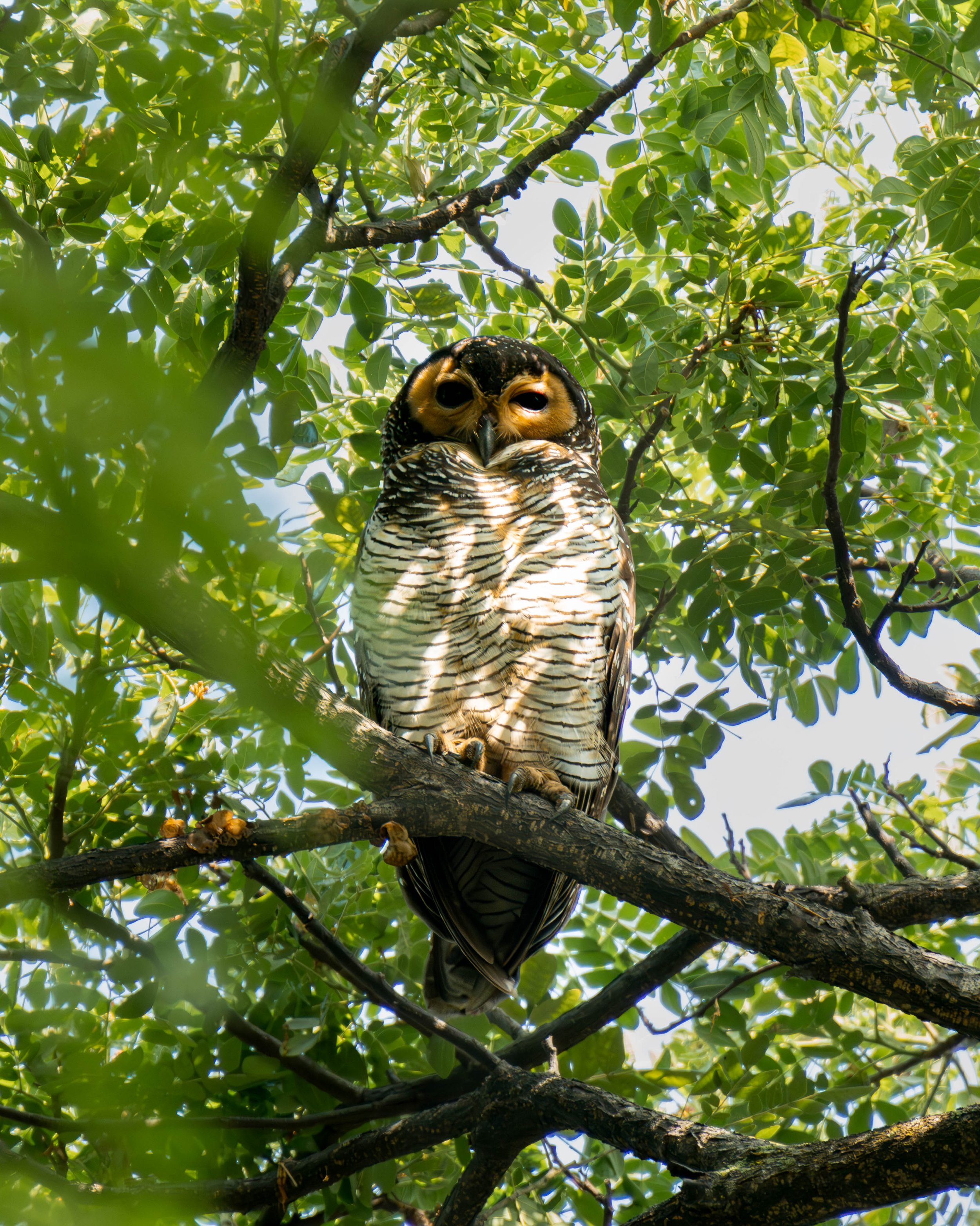 spotted owl V2.jpg
