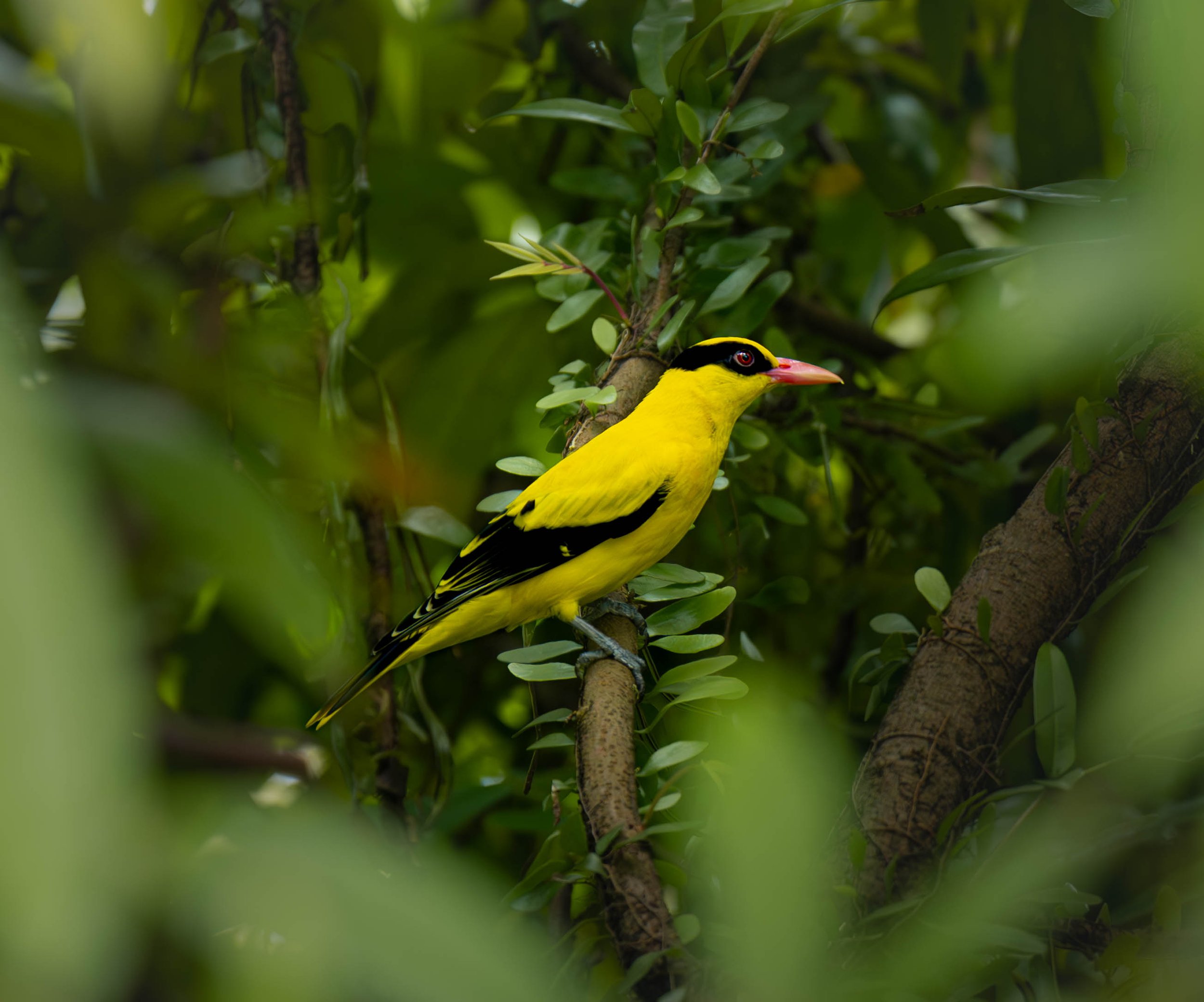 oriole.jpg