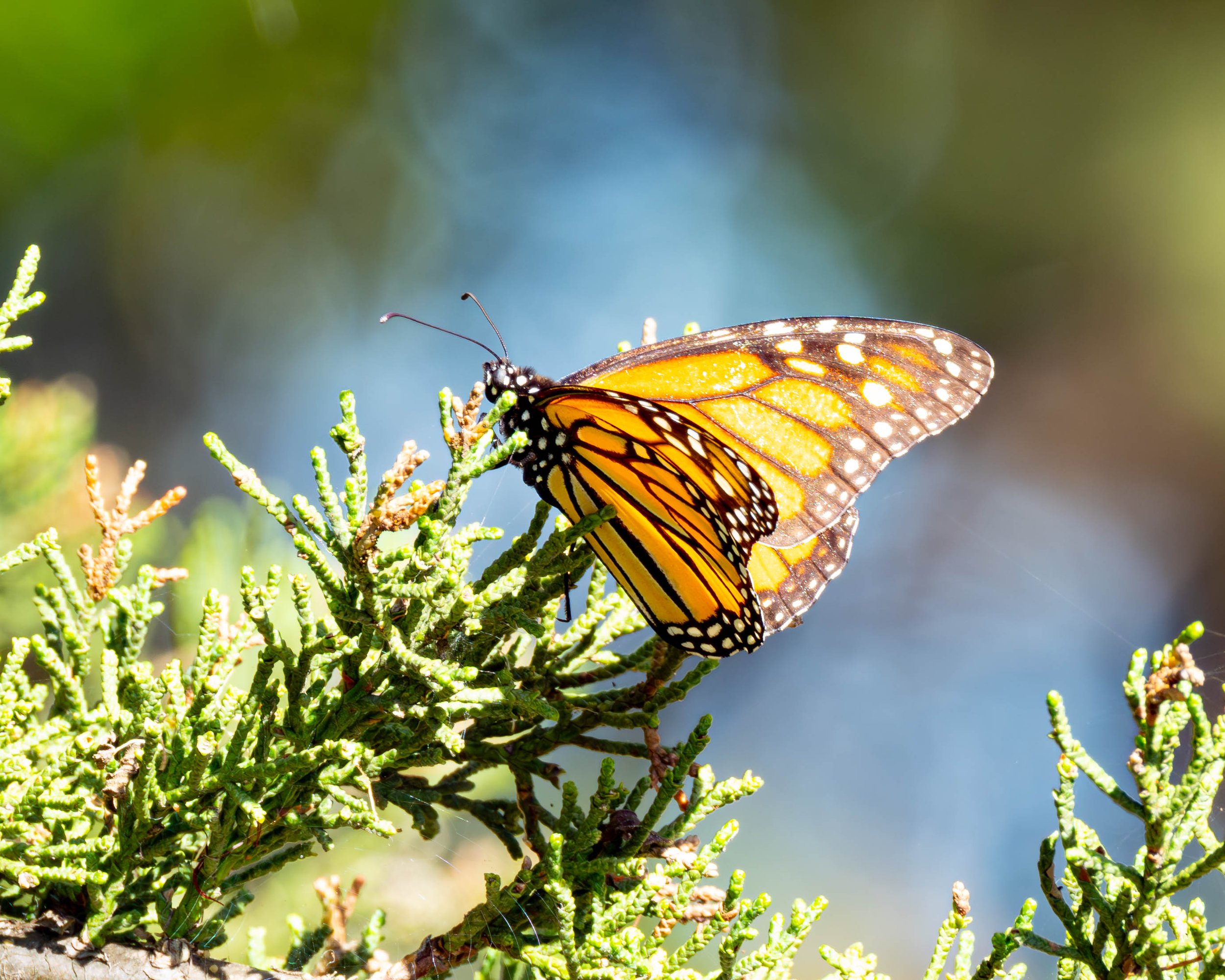 monarch test 4.1.jpg