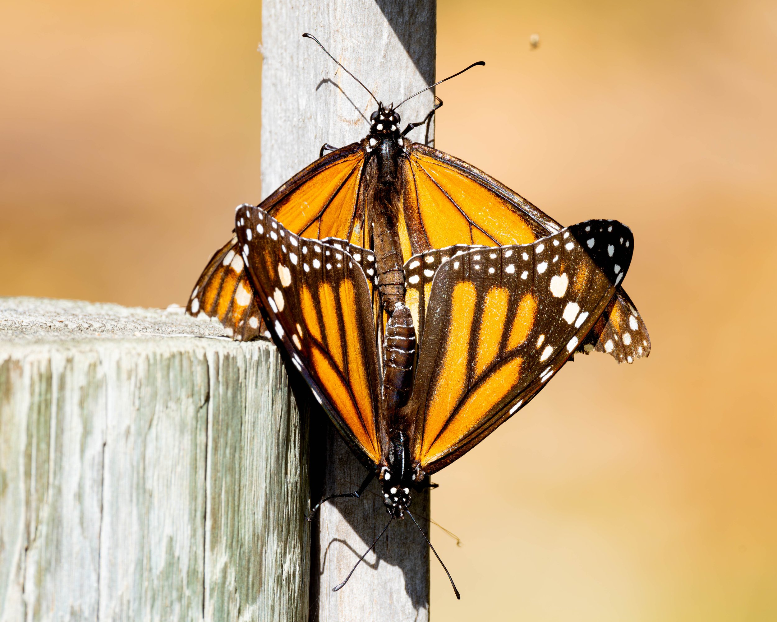 monarch test 6.2.jpg
