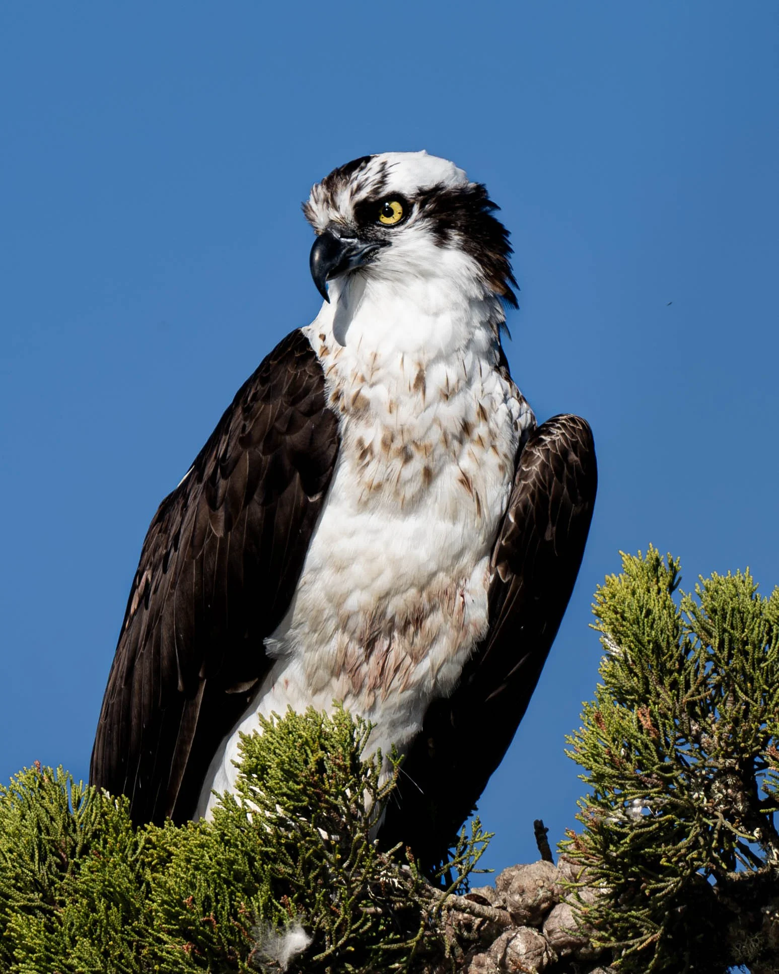osprey final v3-3.jpg