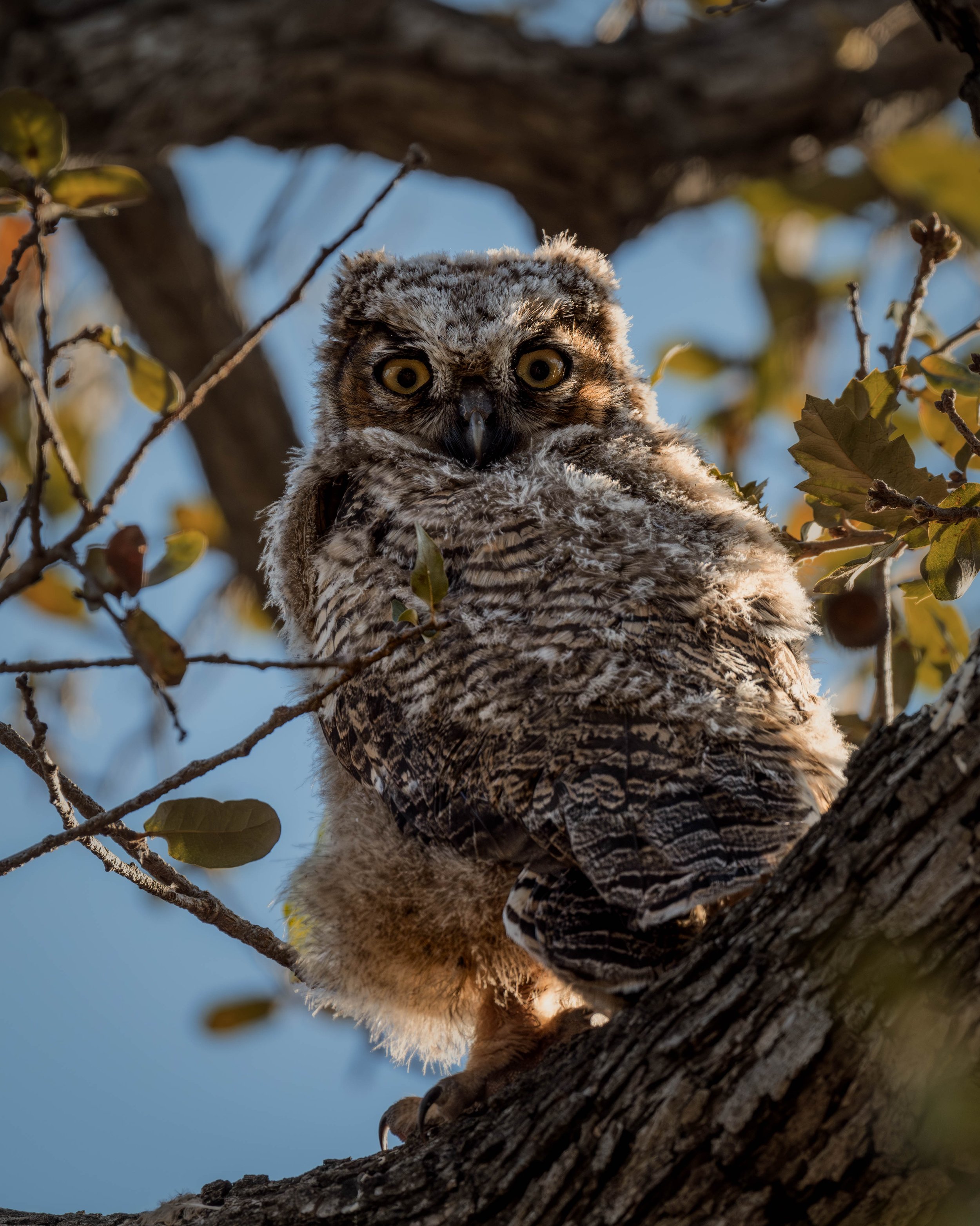 owlet.jpg