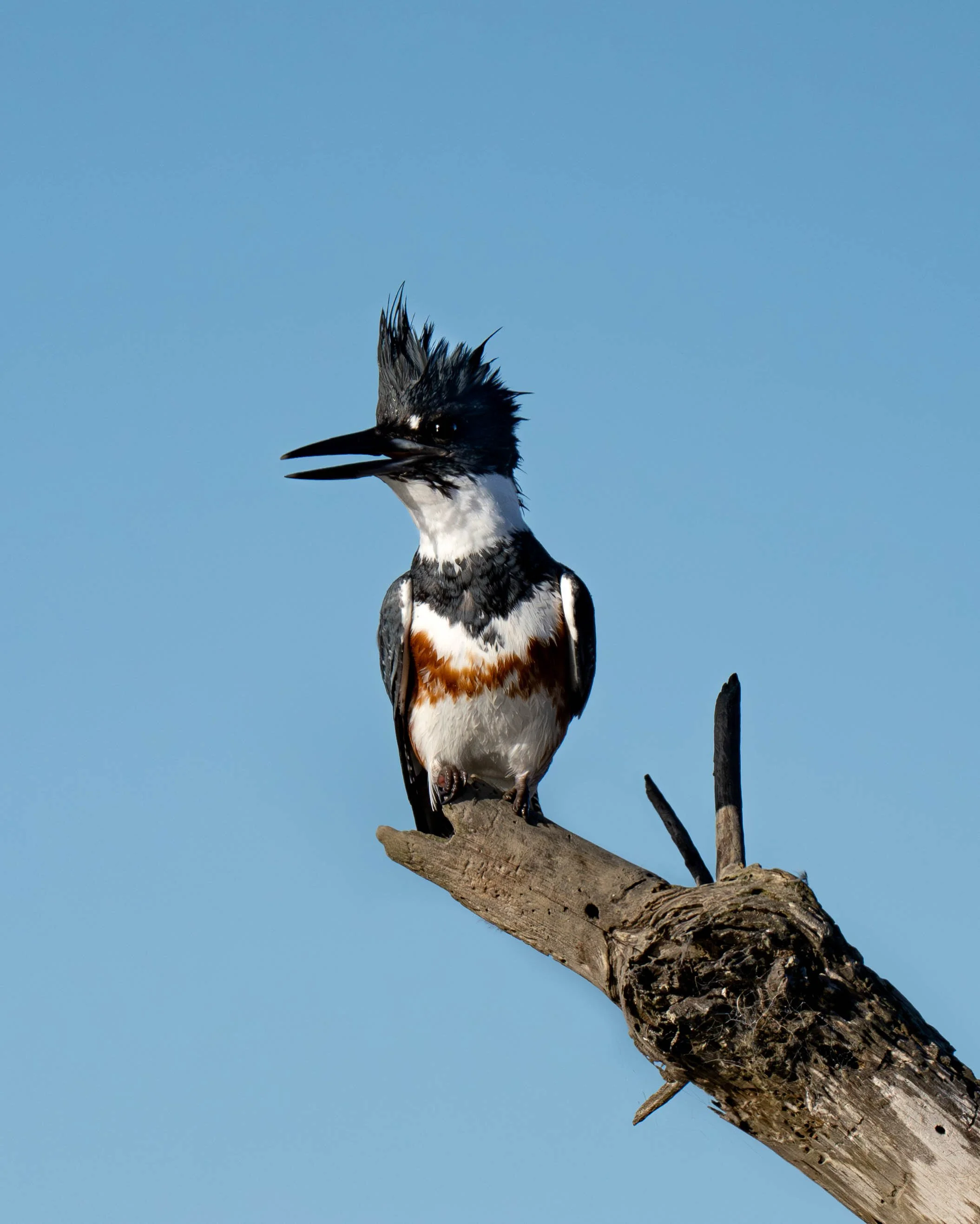 kingfisher on branch.jpg