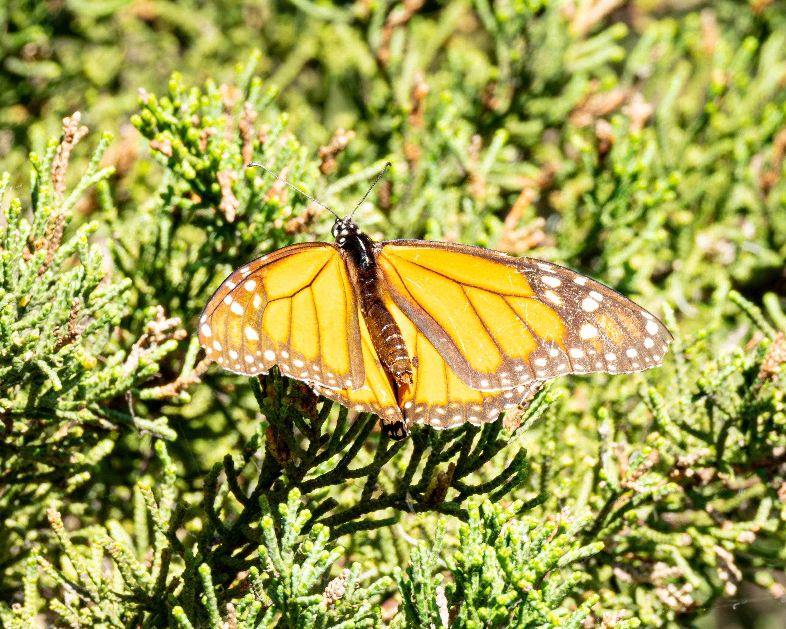 monarch test 5.1.jpg