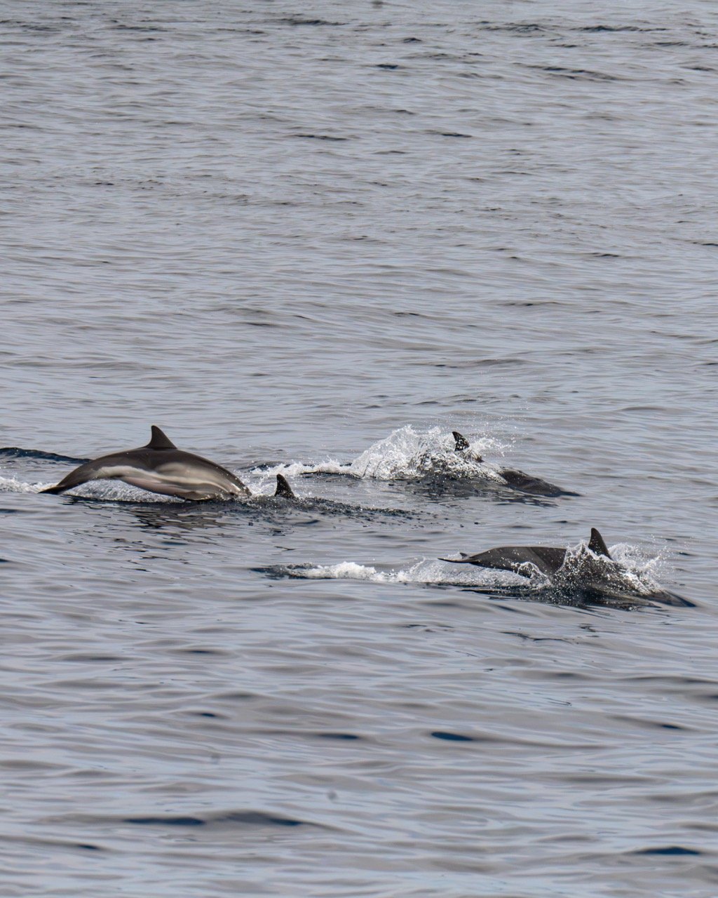 dolphins off the coast of california