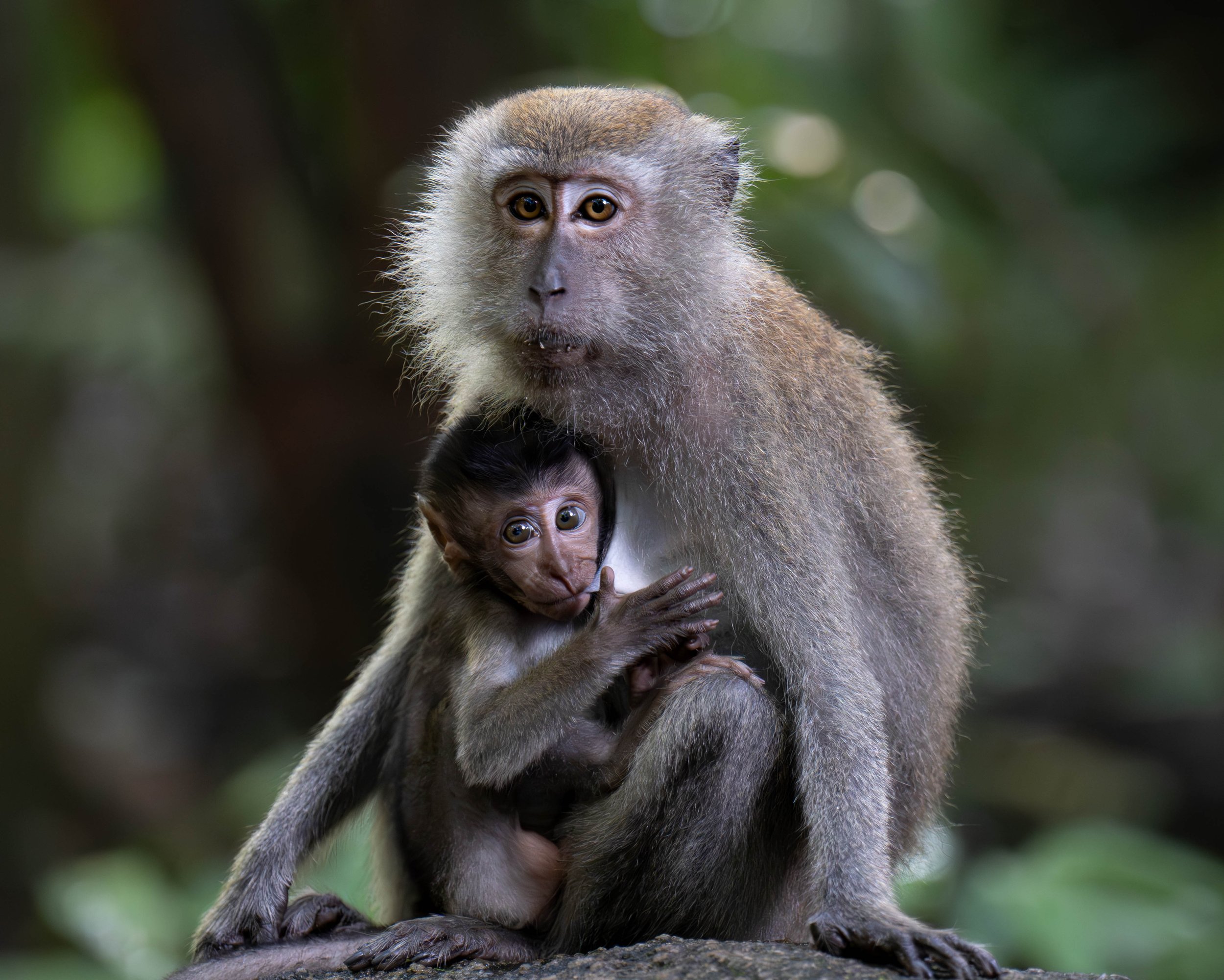 macaque 2.jpg