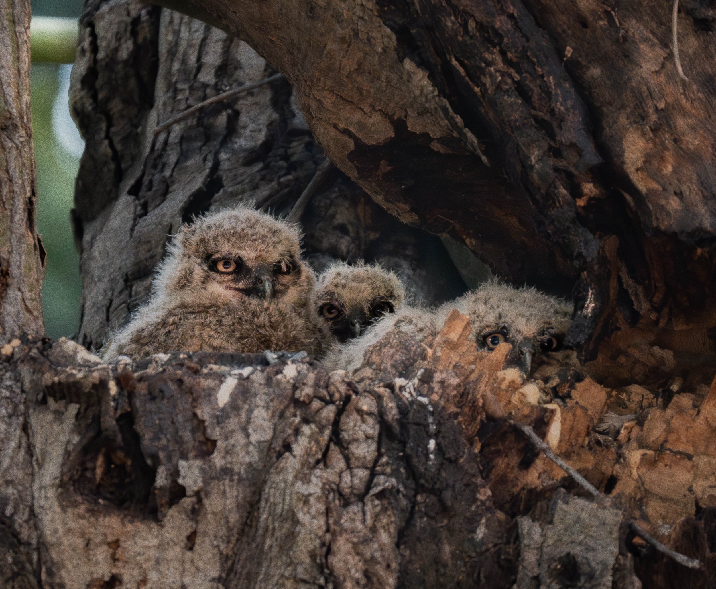 owlets5.jpg
